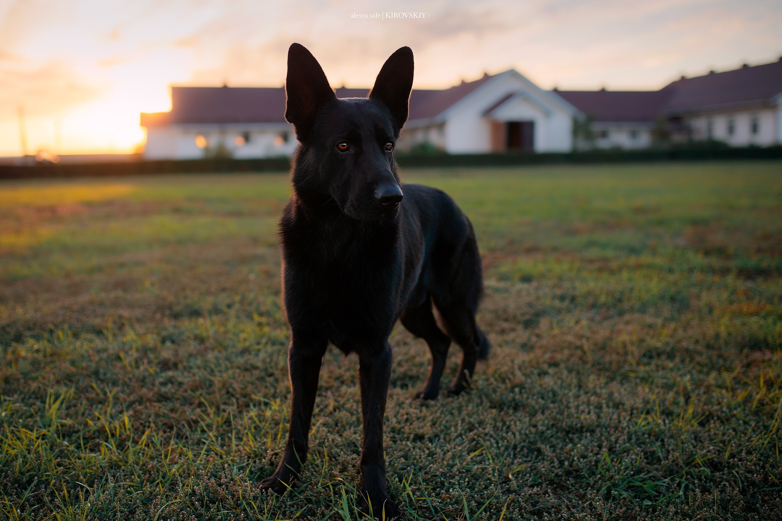 Кировский конный завод. Конный фотограф Alesya Safe