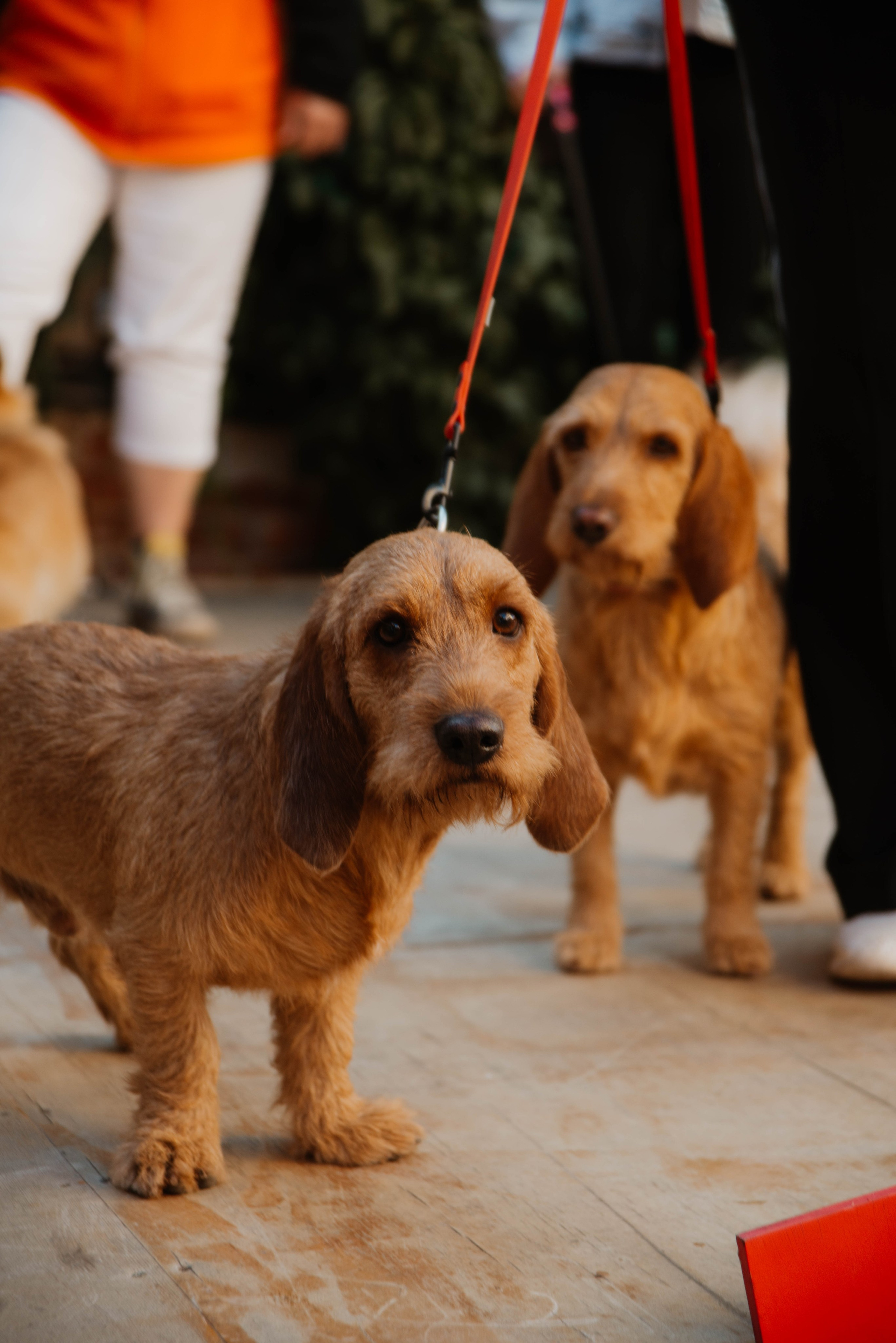 Дог-вечеринка на летнике «Кутёж». Ксения Glossa. Портретный и репортажный фотограф в Самаре