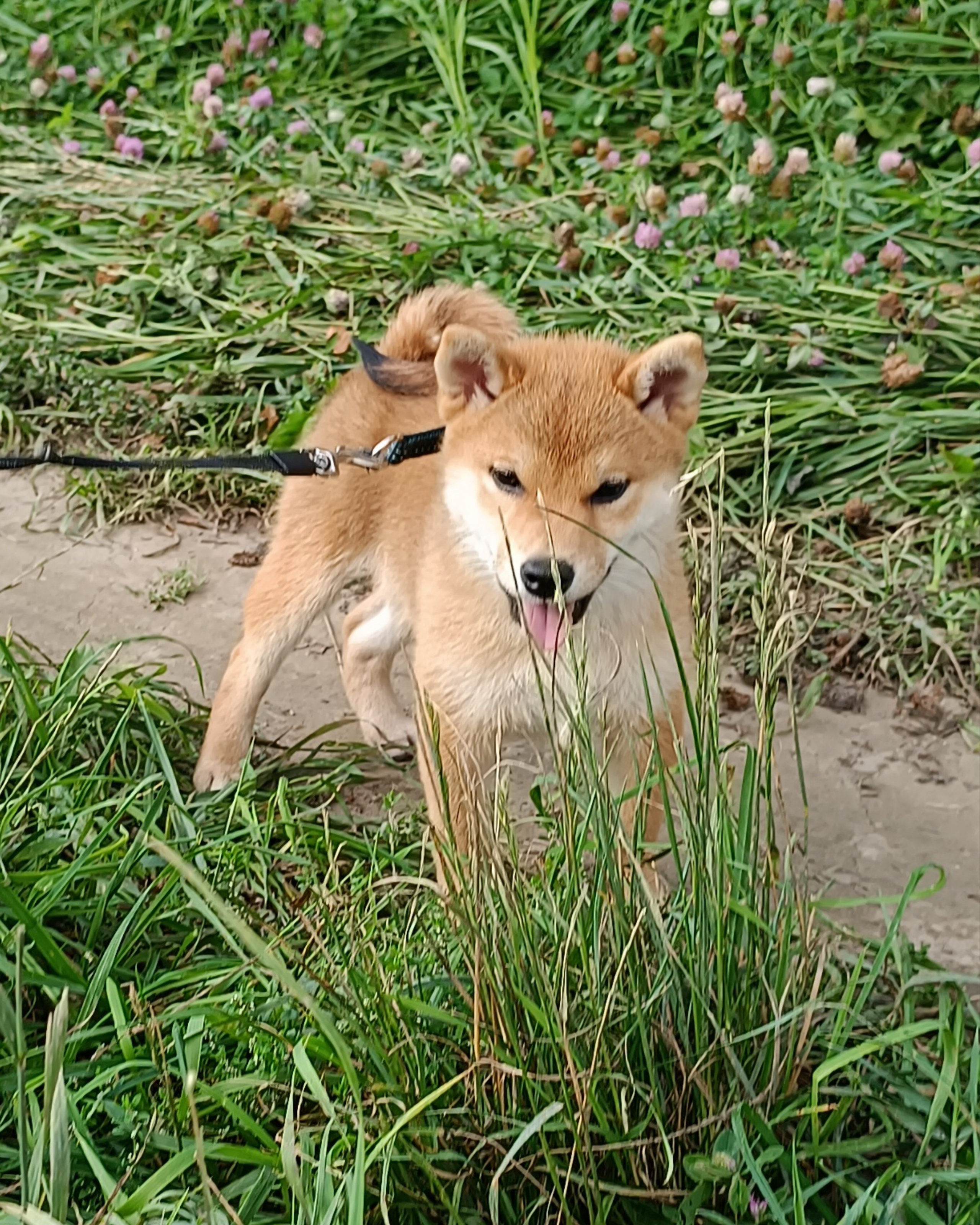 сиба питомник Рубилайт щенки на продажу rubylight  сиба щенки купить СПб Санкт-Петербург 