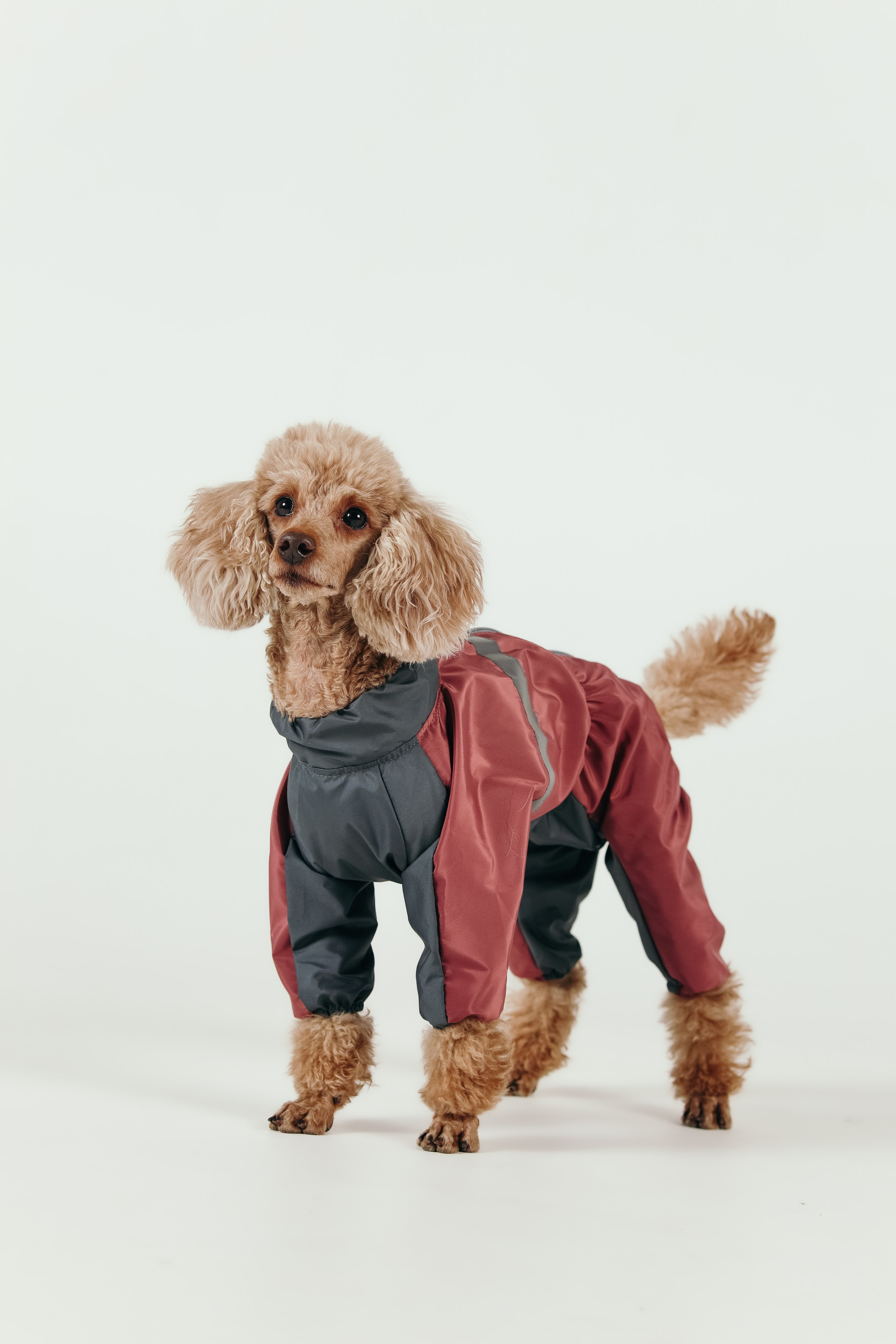 Для брендов. Фотограф- анималист Санкт-Петербург