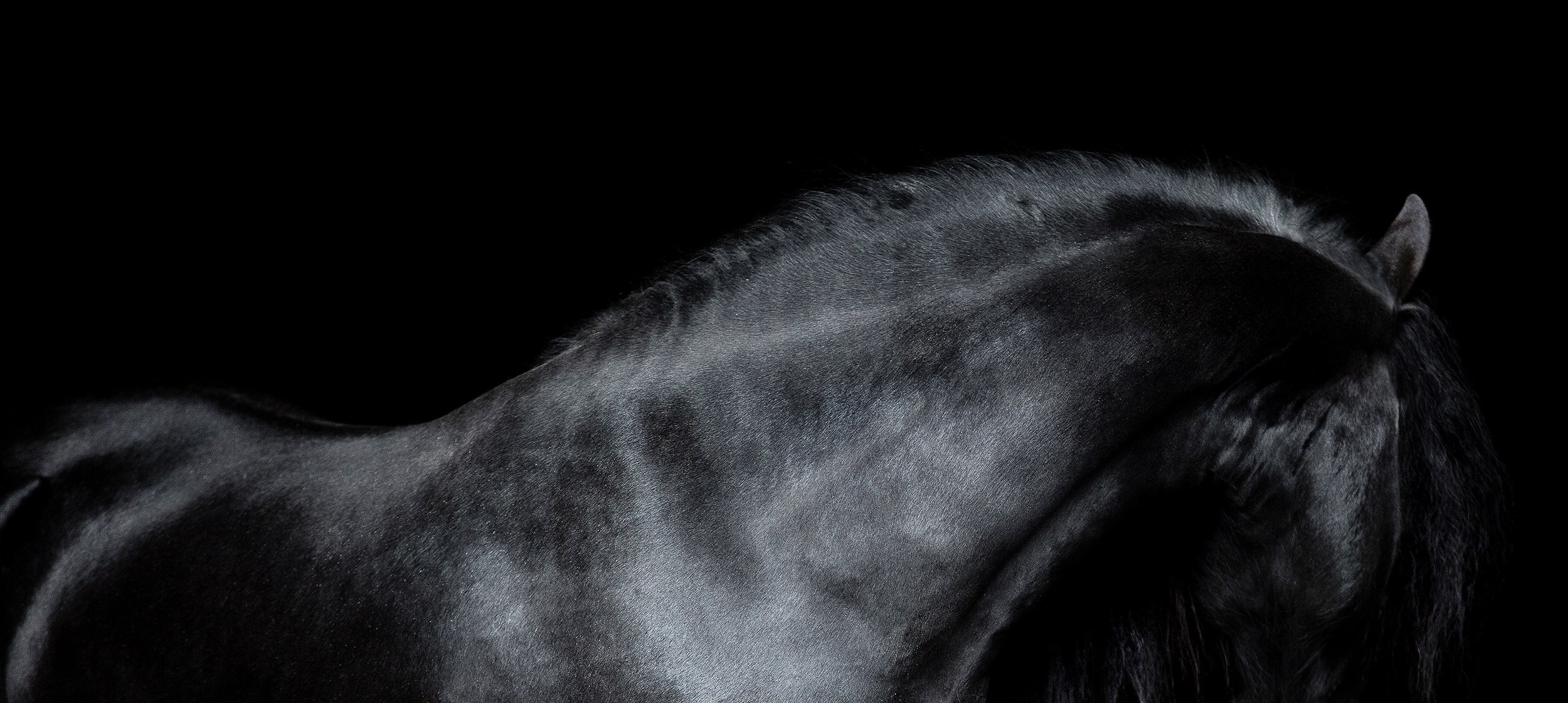 Лошади. Фотограф-анималист Юлия Удовенко