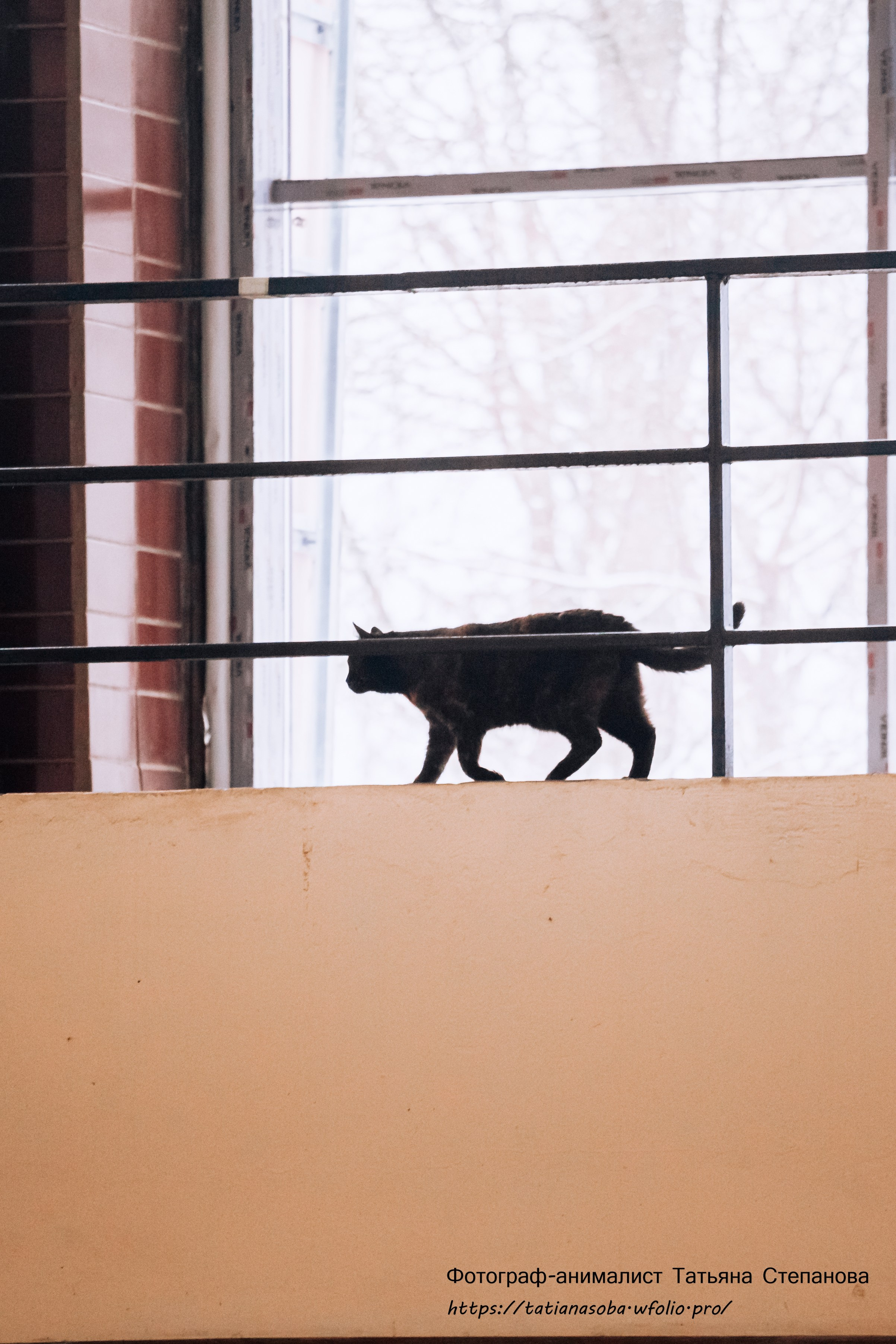 Соревнования по Аджилити 25.02.2024. Фотограф-анималист Татьяна Степанова