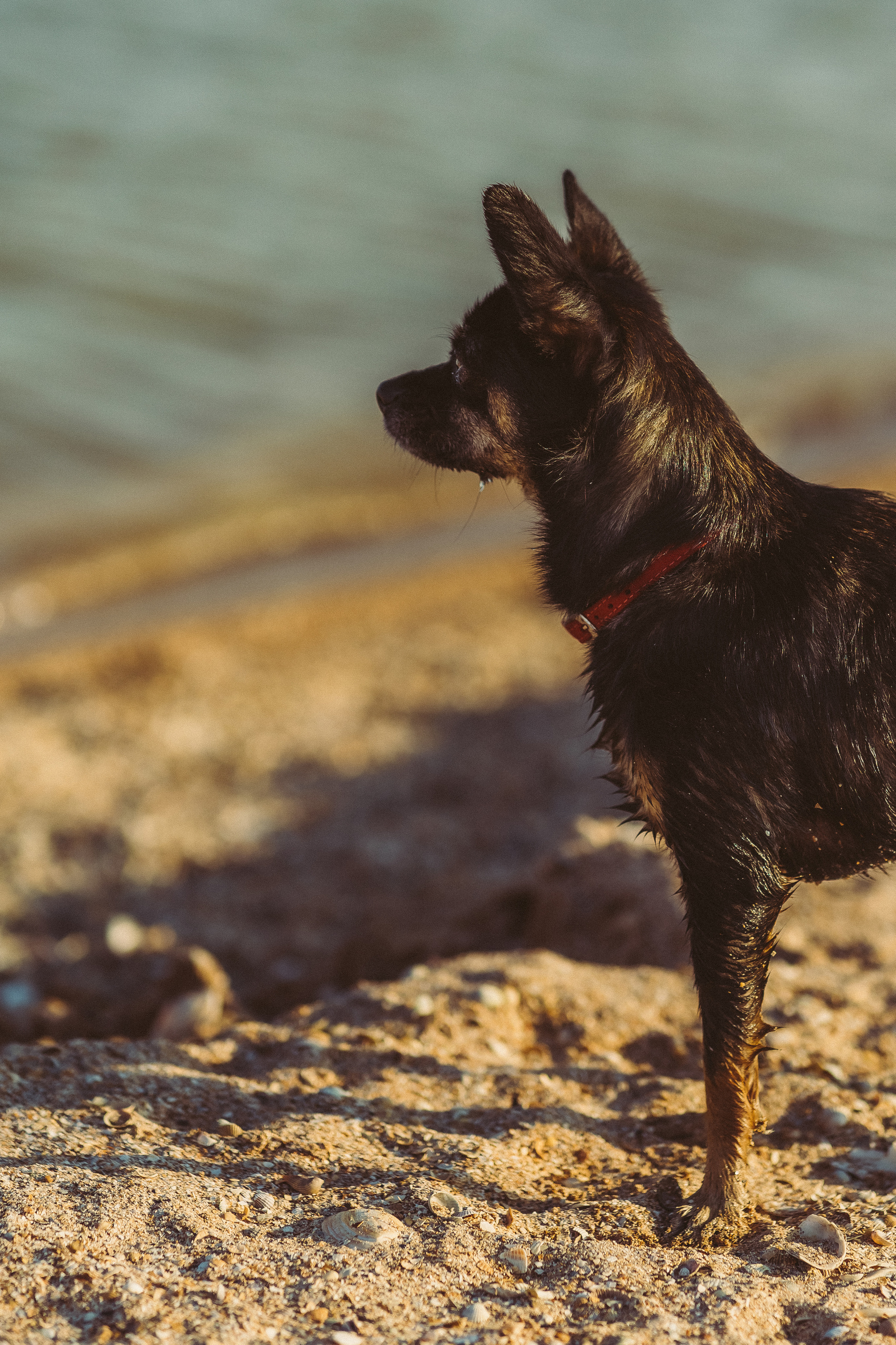 Путешествие на Камышеватскую косу. Семейный фотограф в городе Ейск — Михайлова Татьяна
