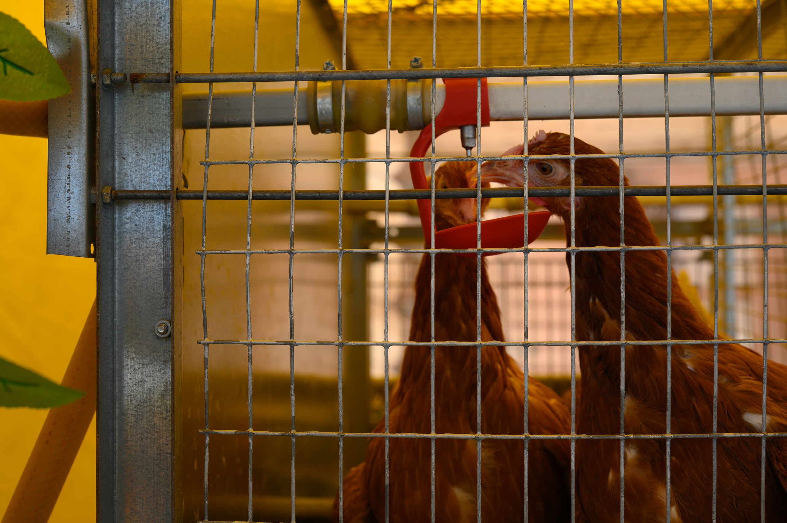 Агровыставка. Фотоуслуги, услуги фотографа, фотографирование важных событий