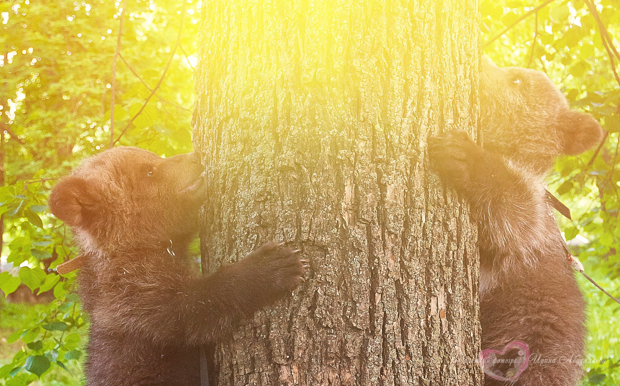 Артист цирка Олег Александров (прогулка -интервью): «Секрет дрессировки — любовь к животным и профессии»