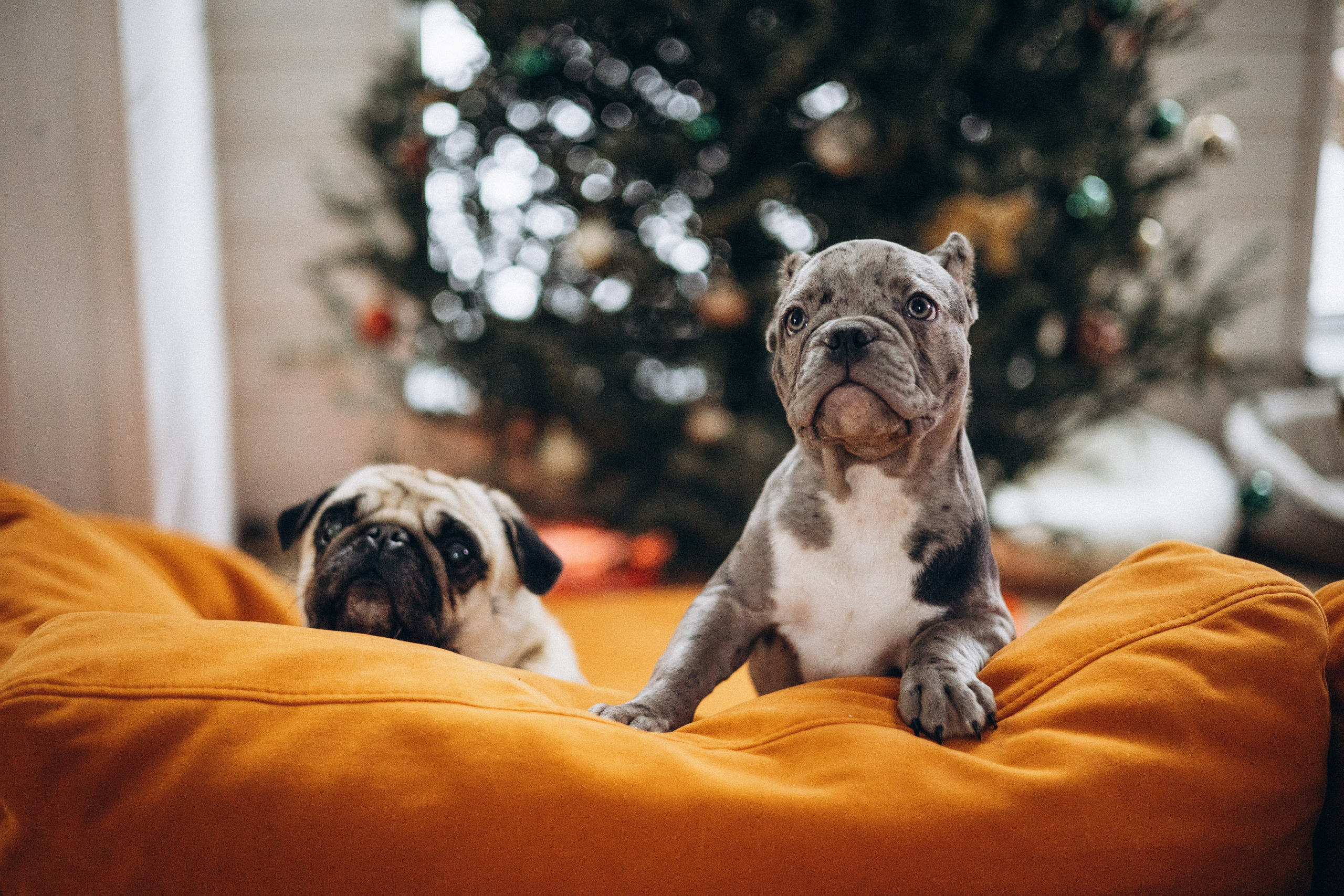 Семейная для Ксюши. Фотограф — Анималист | Санкт-Петербург