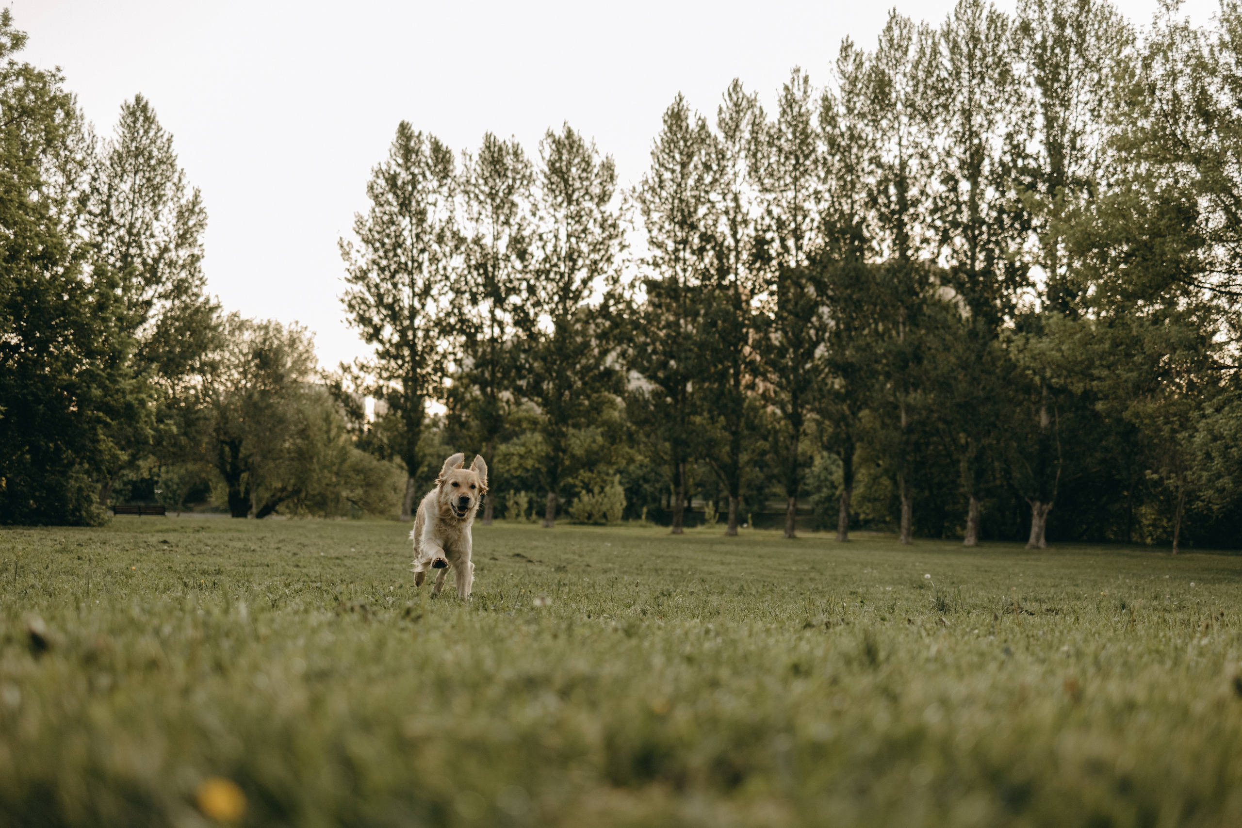 Пенни и ребята. Фотограф — Анималист | Санкт-Петербург