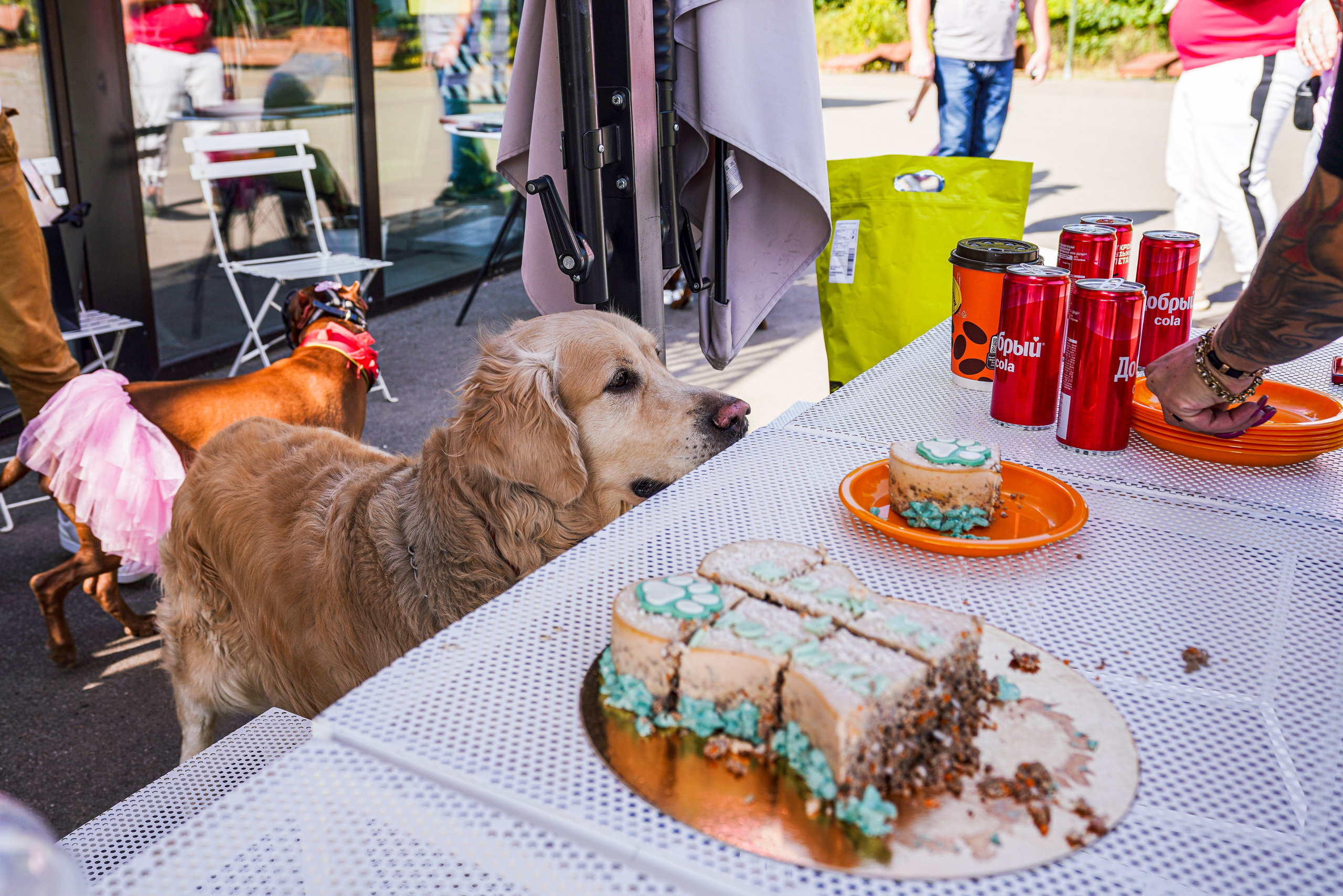 ДР собаки по имени Моррис :). Фотограф Казань