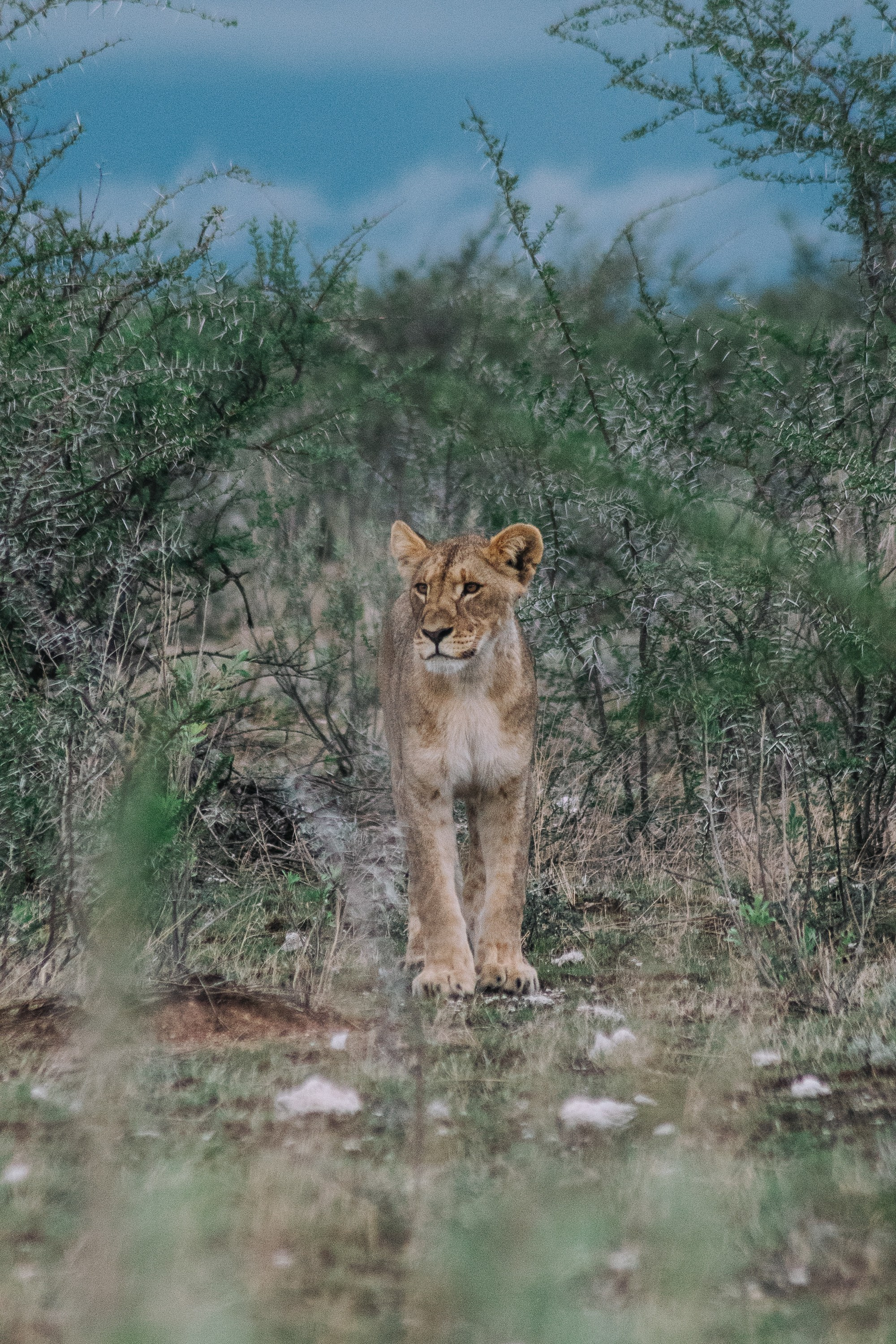 НАМИБИЯ. Роадтрип