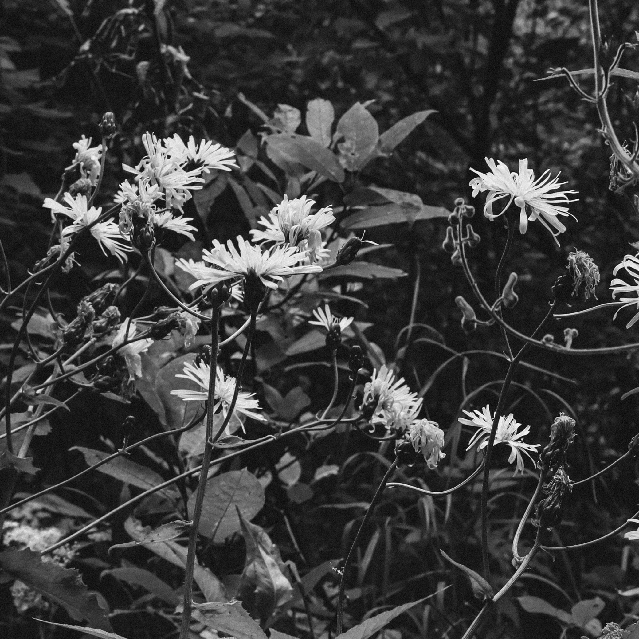 Summer hike. Фотограф/дизайнер в Екатеринбурге Хитрый Дмитрий