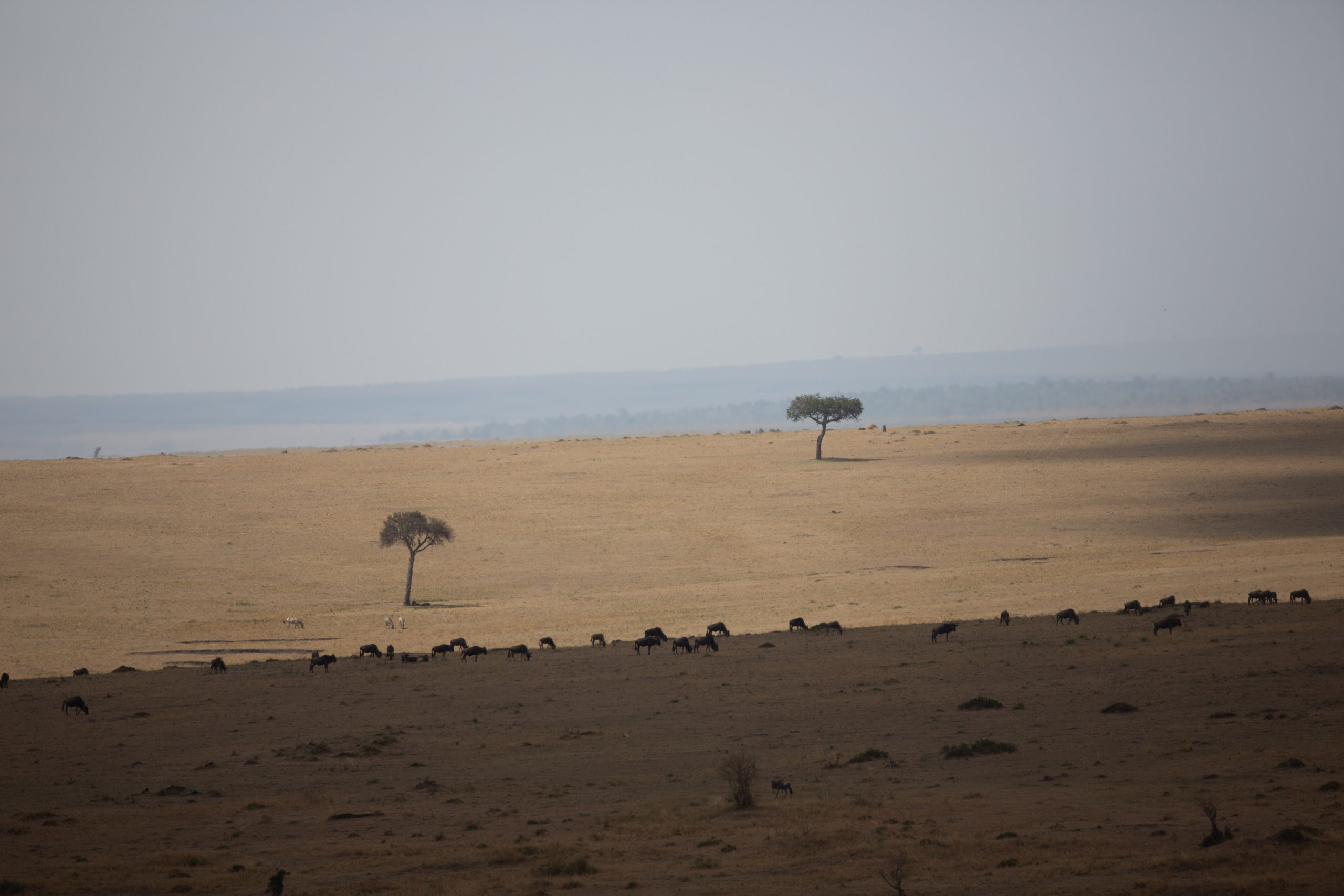 Танзания. Добродеева Алла фотограф, Москва