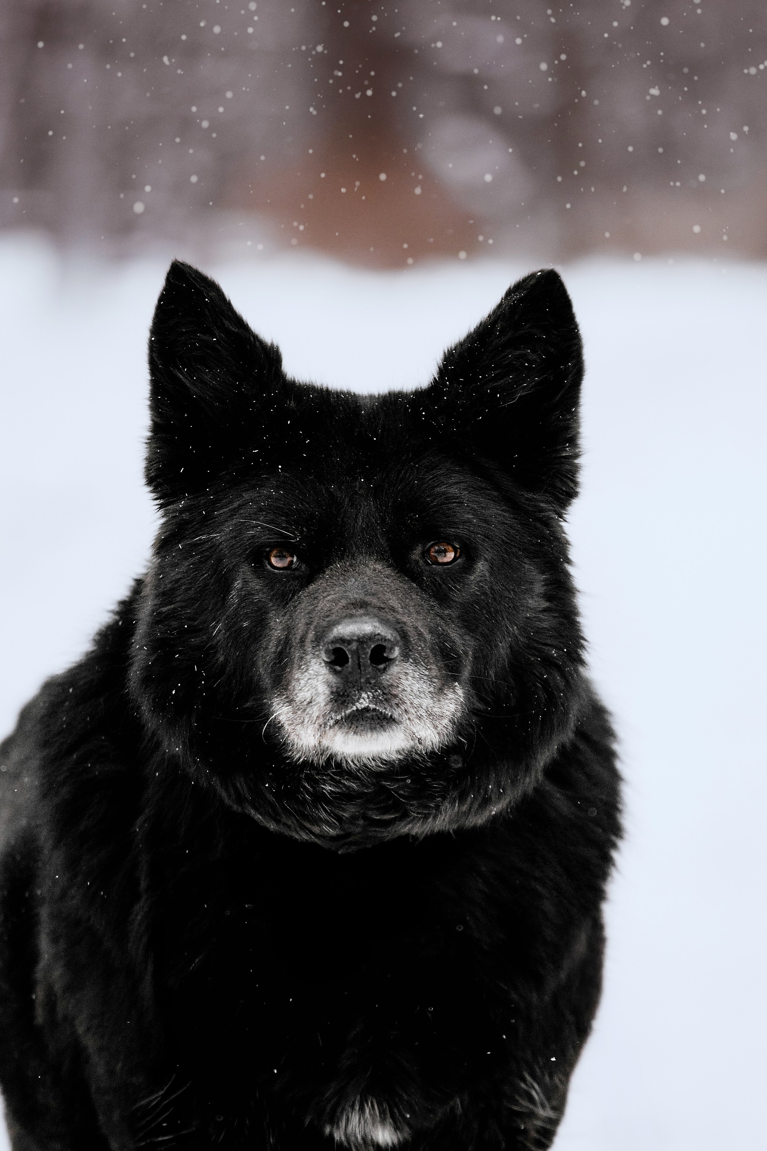 Собаки из приюта Дубовая роща зима. Фотограф-анималист Татьяна Степанова
