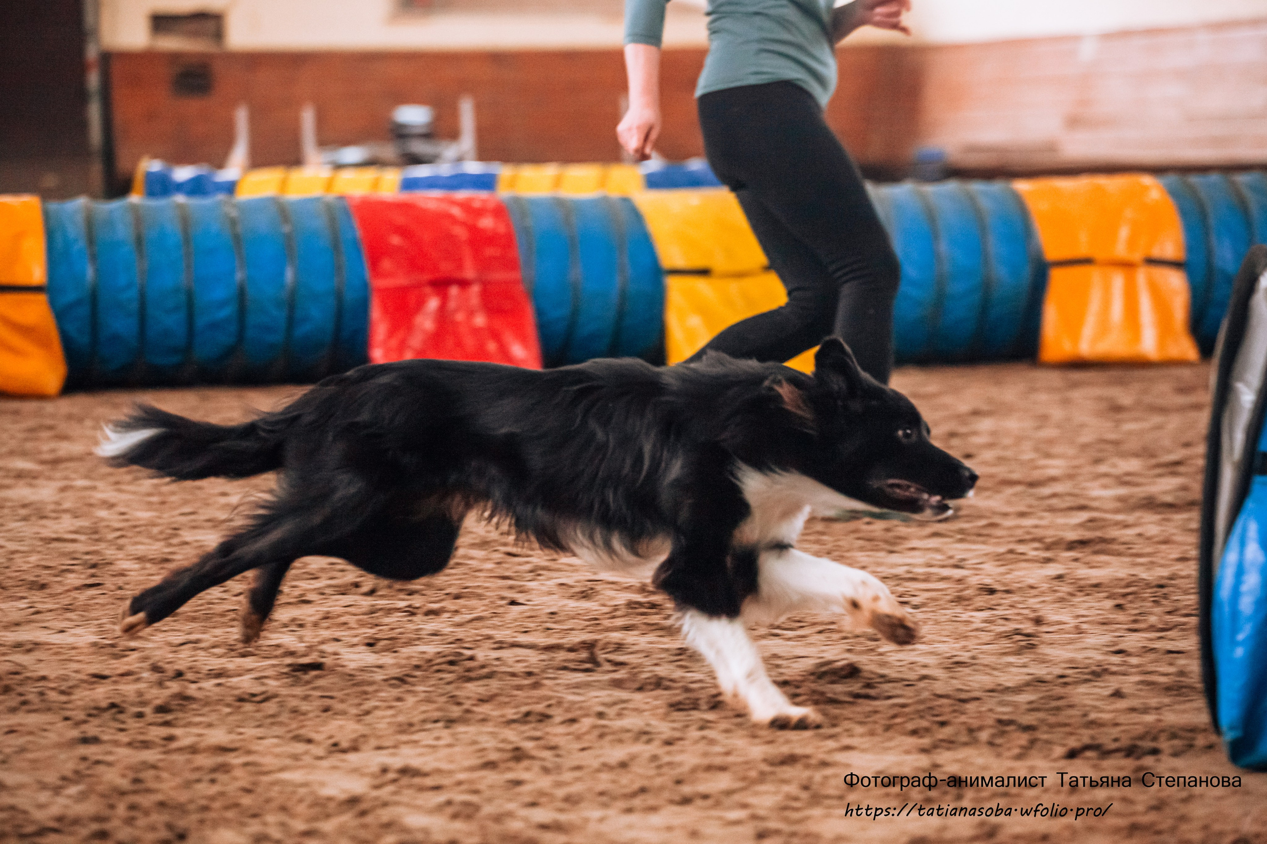 Соревнования по Аджилити 25.02.2024. Фотограф-анималист Татьяна Степанова