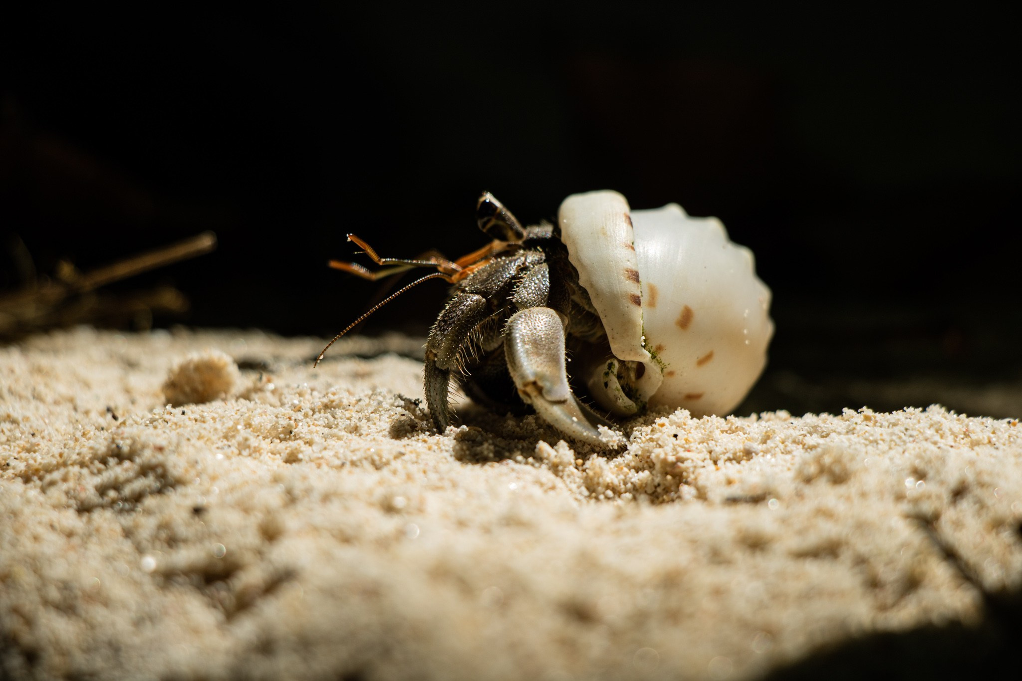 Макро. Фотограф Василий Буланов