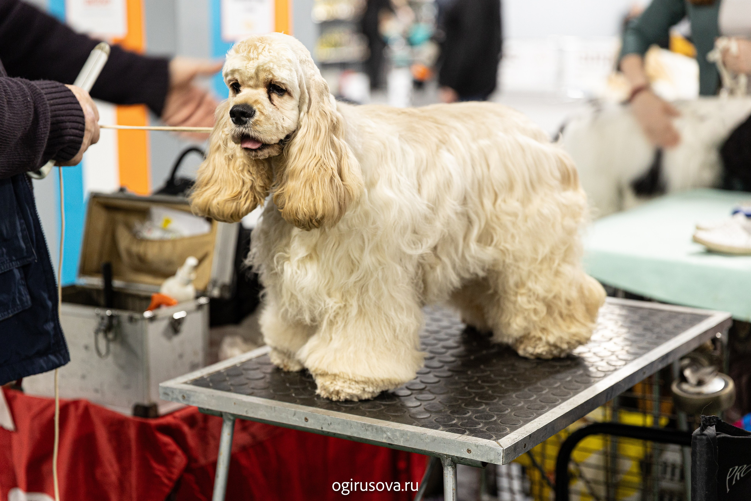 РОО КЛЖ «Олимп"+"Империя"+"Виктория».Выставка собак. Фотограф Ольга Гирусова «Пантерочка» Москва