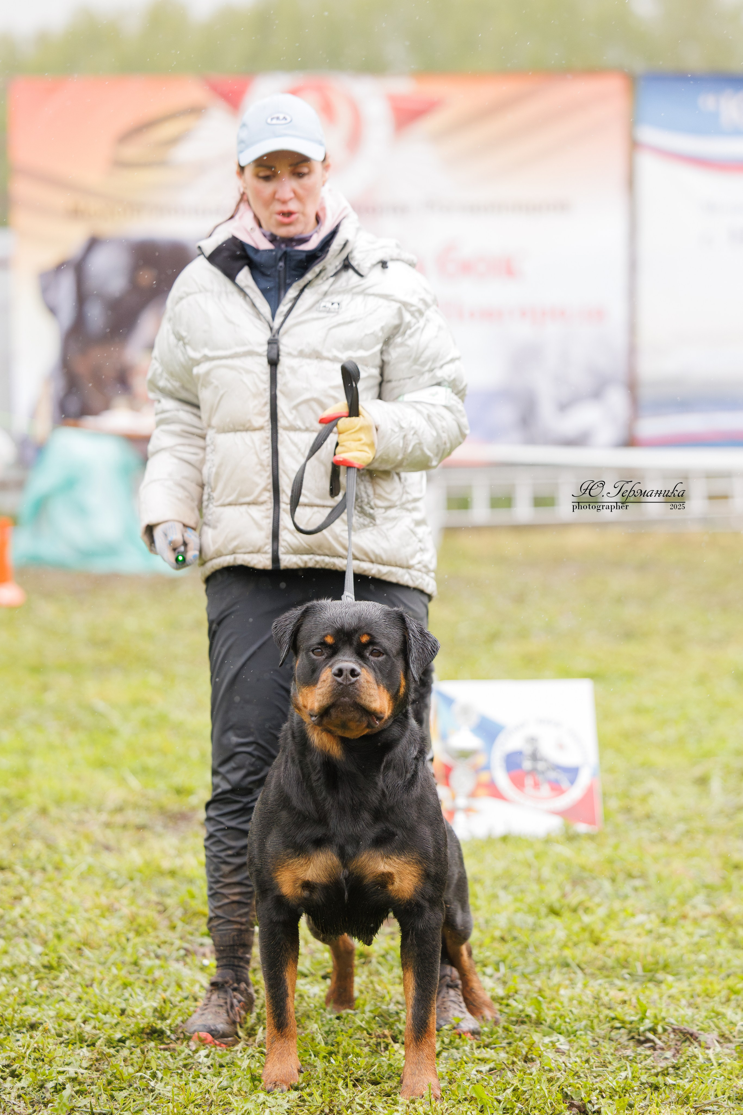 Нижний Новгород 2хмоно ротвейлеров 10-11.05.2025. Фотограф-анималист Юлия Германика