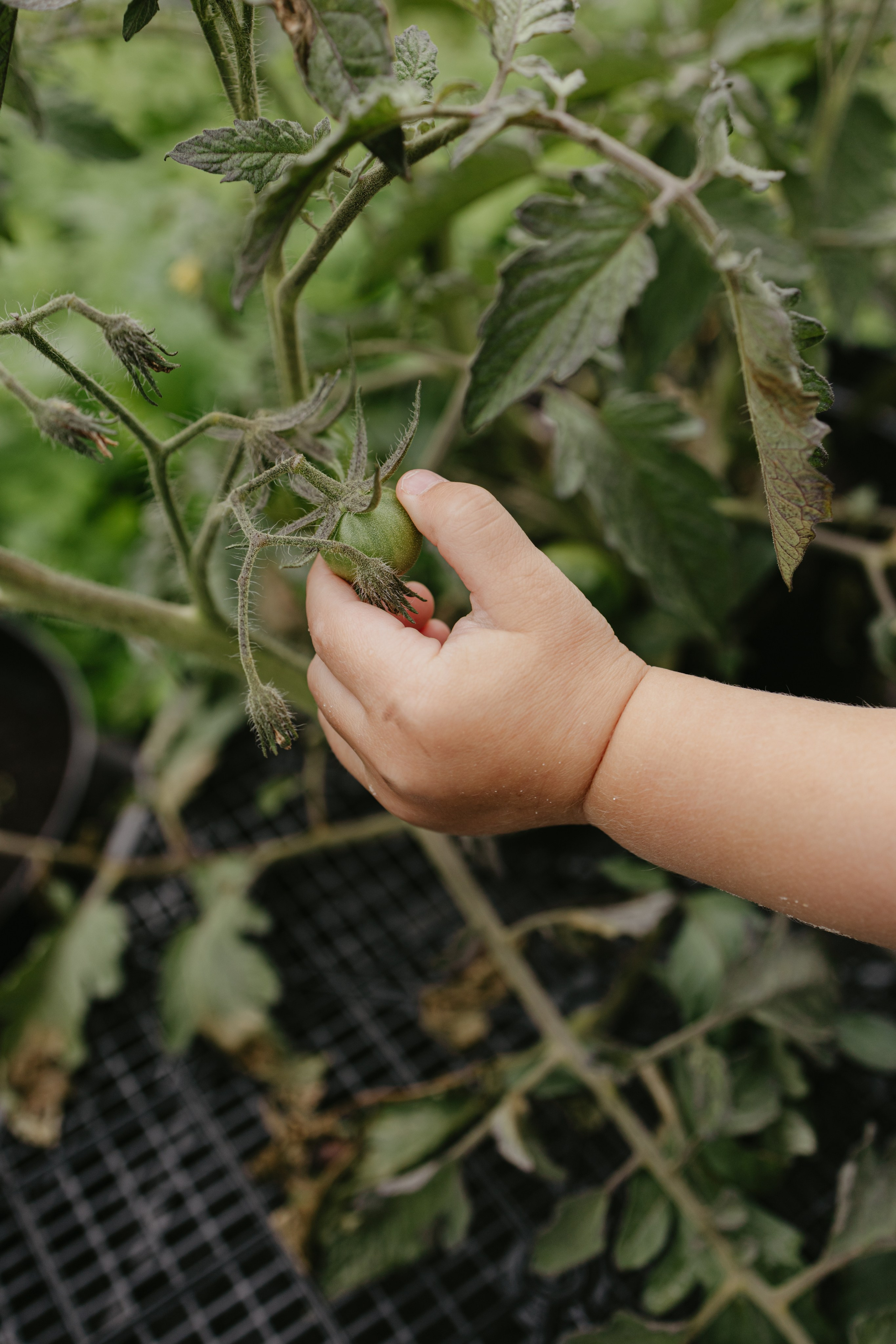 Дача. Про любовь