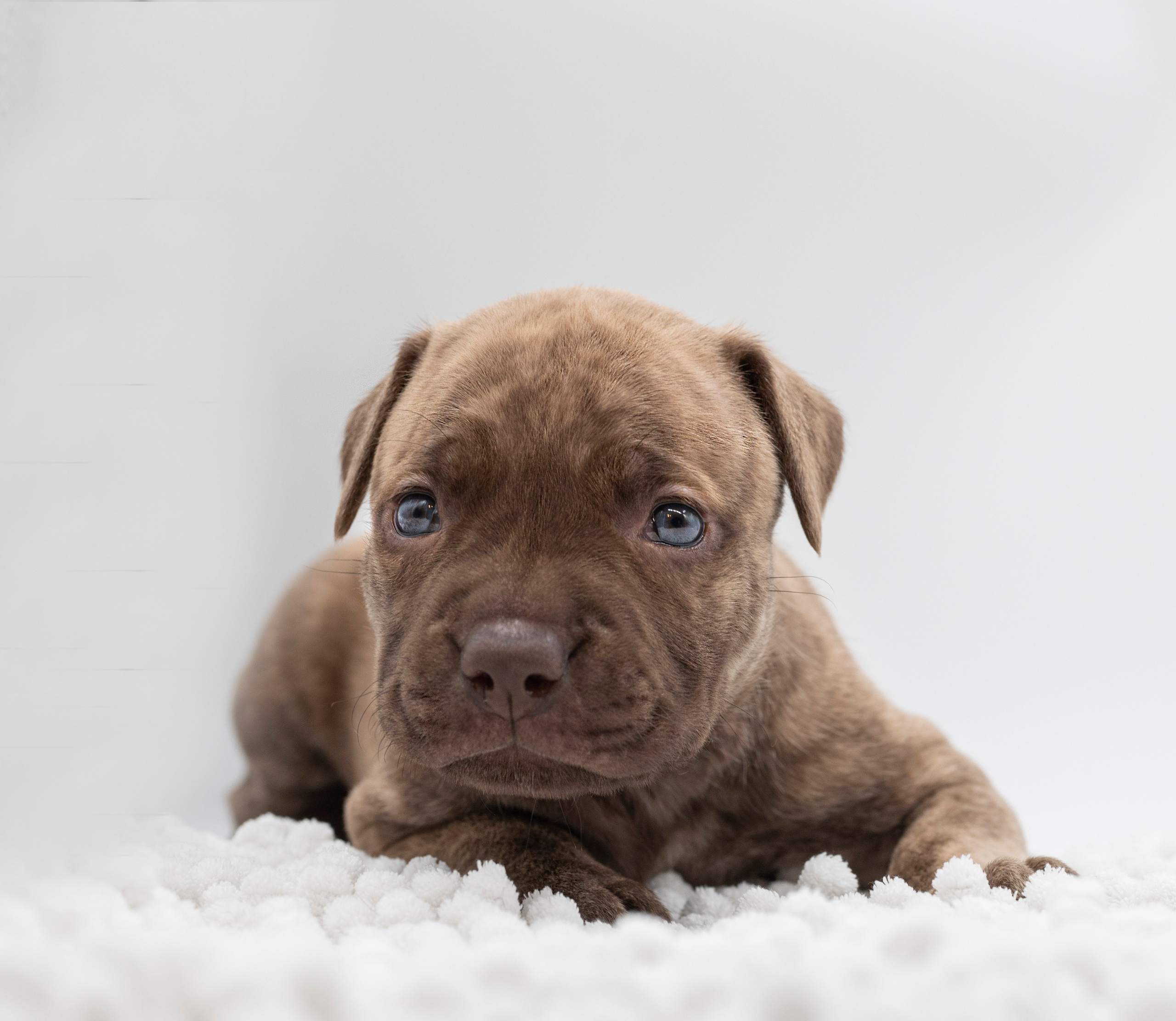 Фотосъёмки щенков. Фотограф-анималист Павлова Любовь