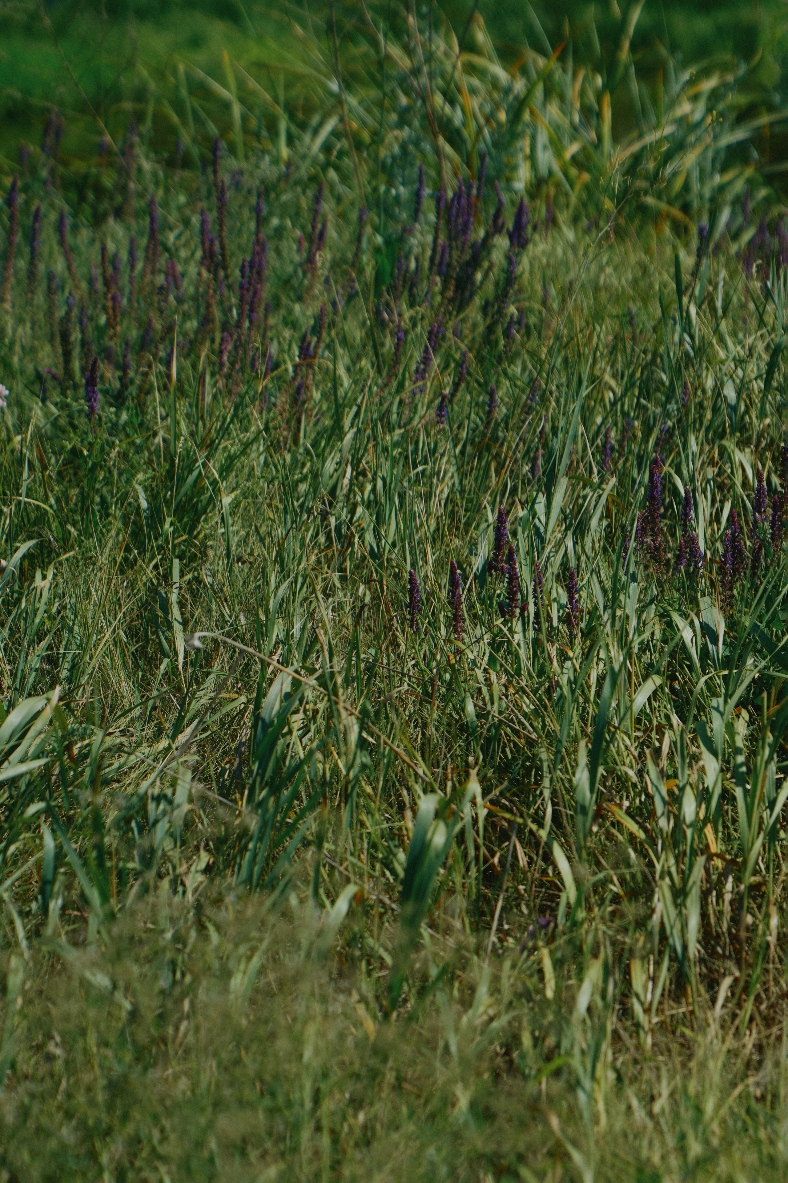 Сountry love. Свадебный фотограф в Ростовe-на-Дону Анастасия Прутова