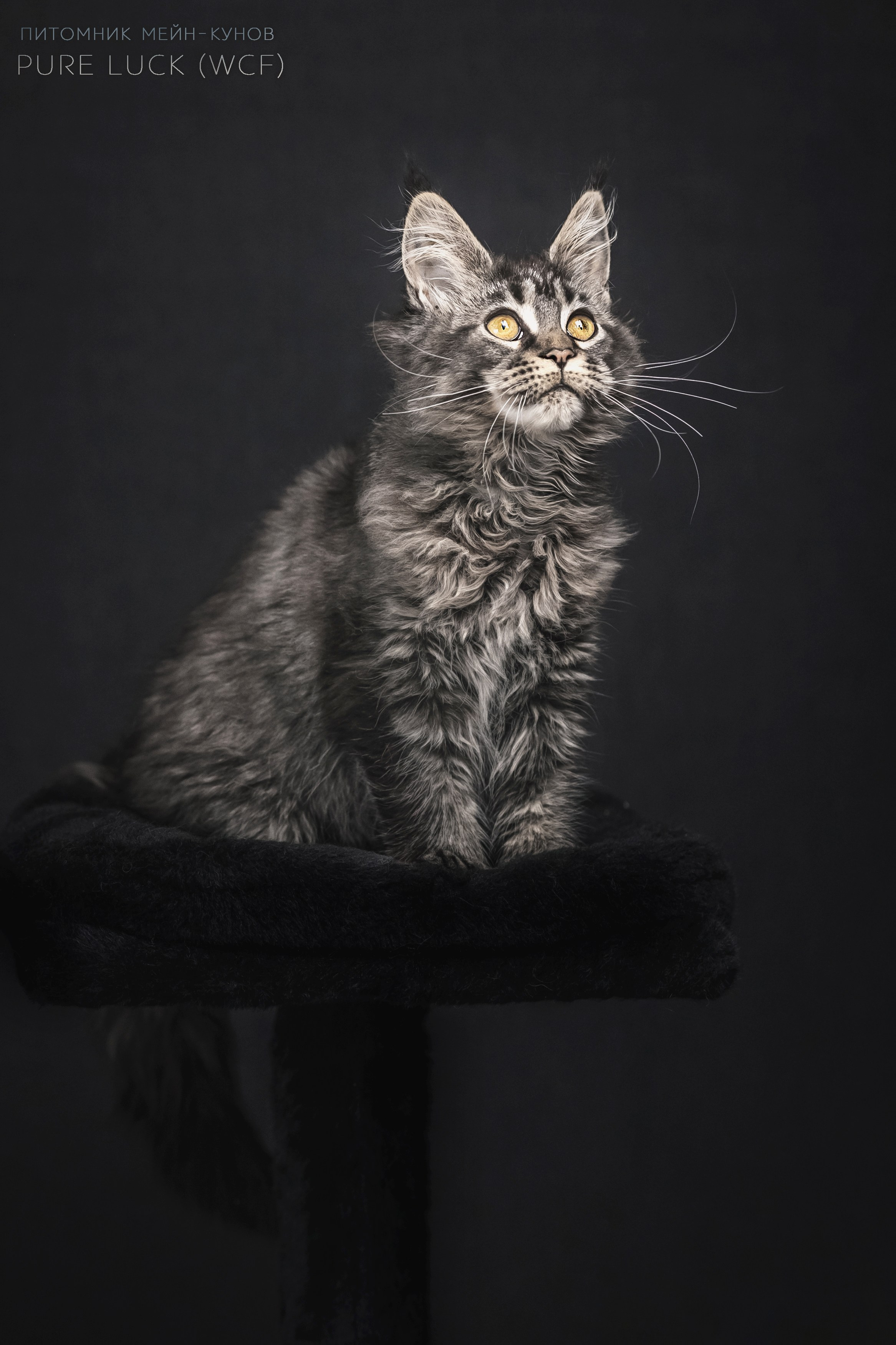 Куны. Фотограф анималист Аня Ливанова | Рыбинск