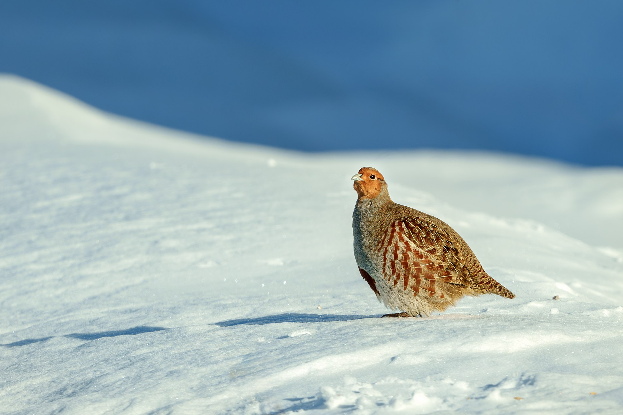 Удивительные мир птиц. Вокруг нас столько прекрасного — присмотритесь!. Ваш личный фотограф Марина Волкова