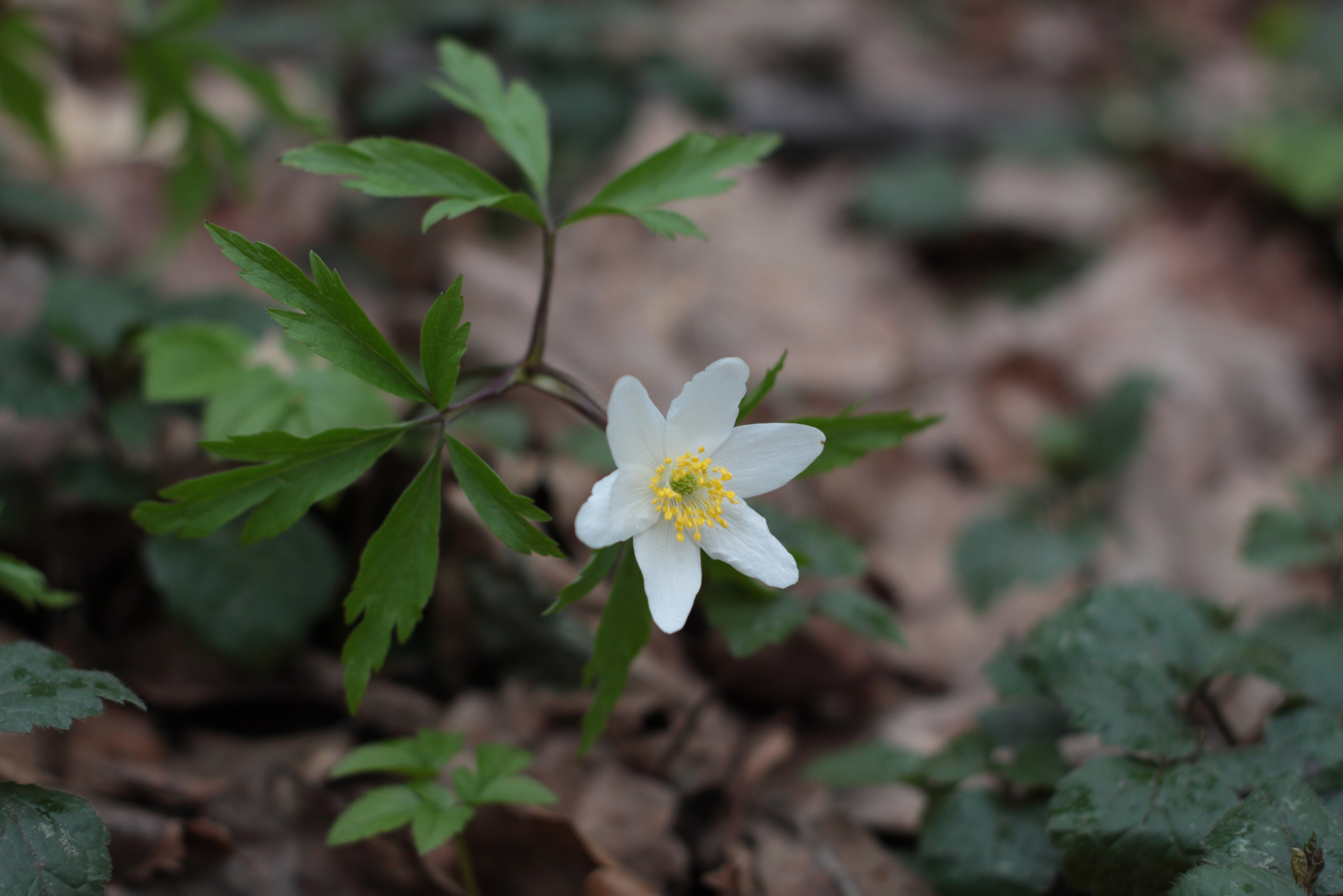 Старое природное, отбирала Katamount (Катерина Горохова). Главная