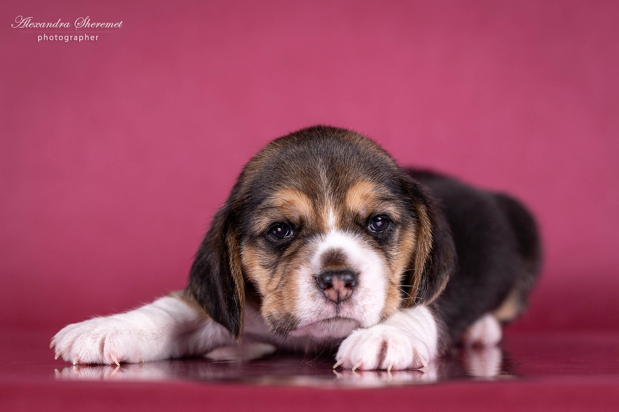 Щенки. Фотограф-анималист Александра Шеремет