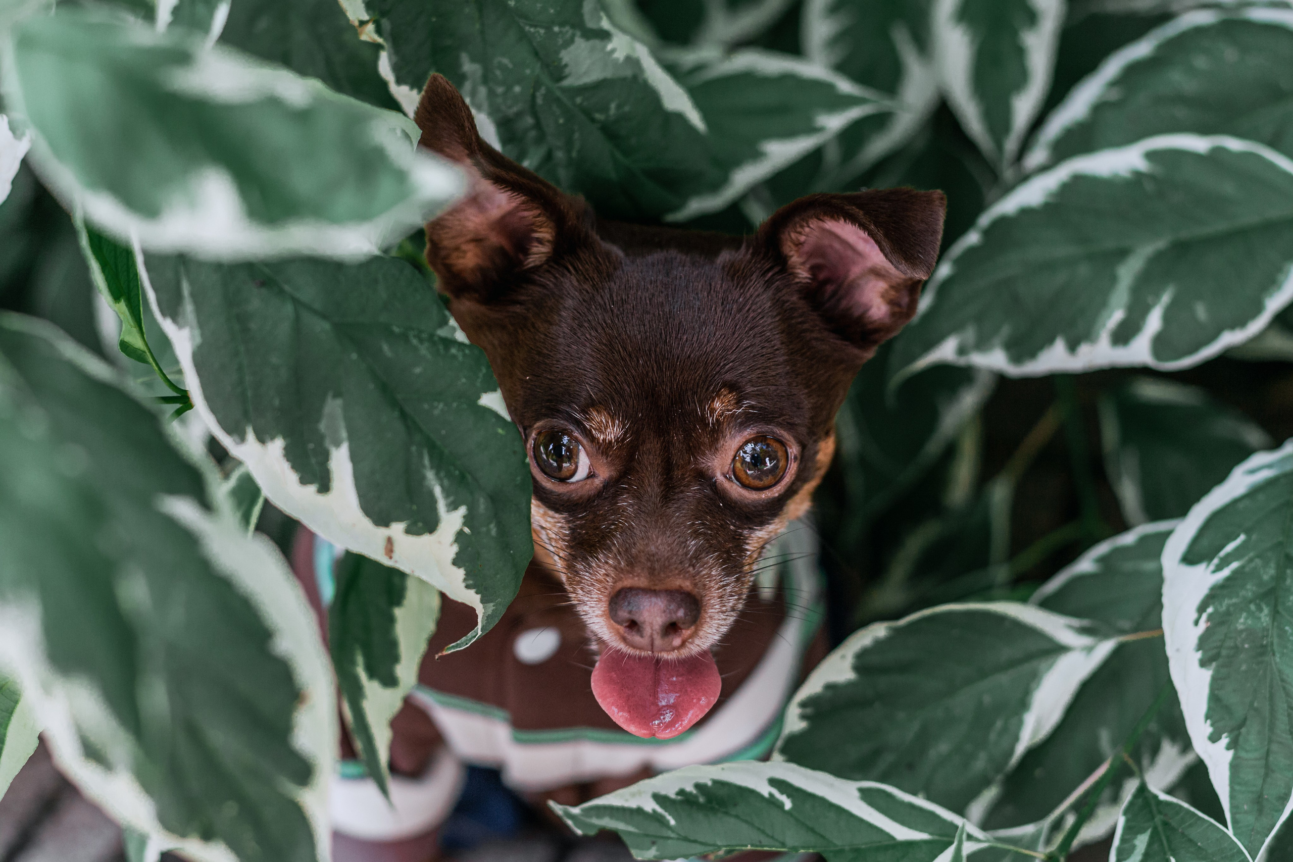 Восточный мост. Фотограф-анималист Татьяна Степанова
