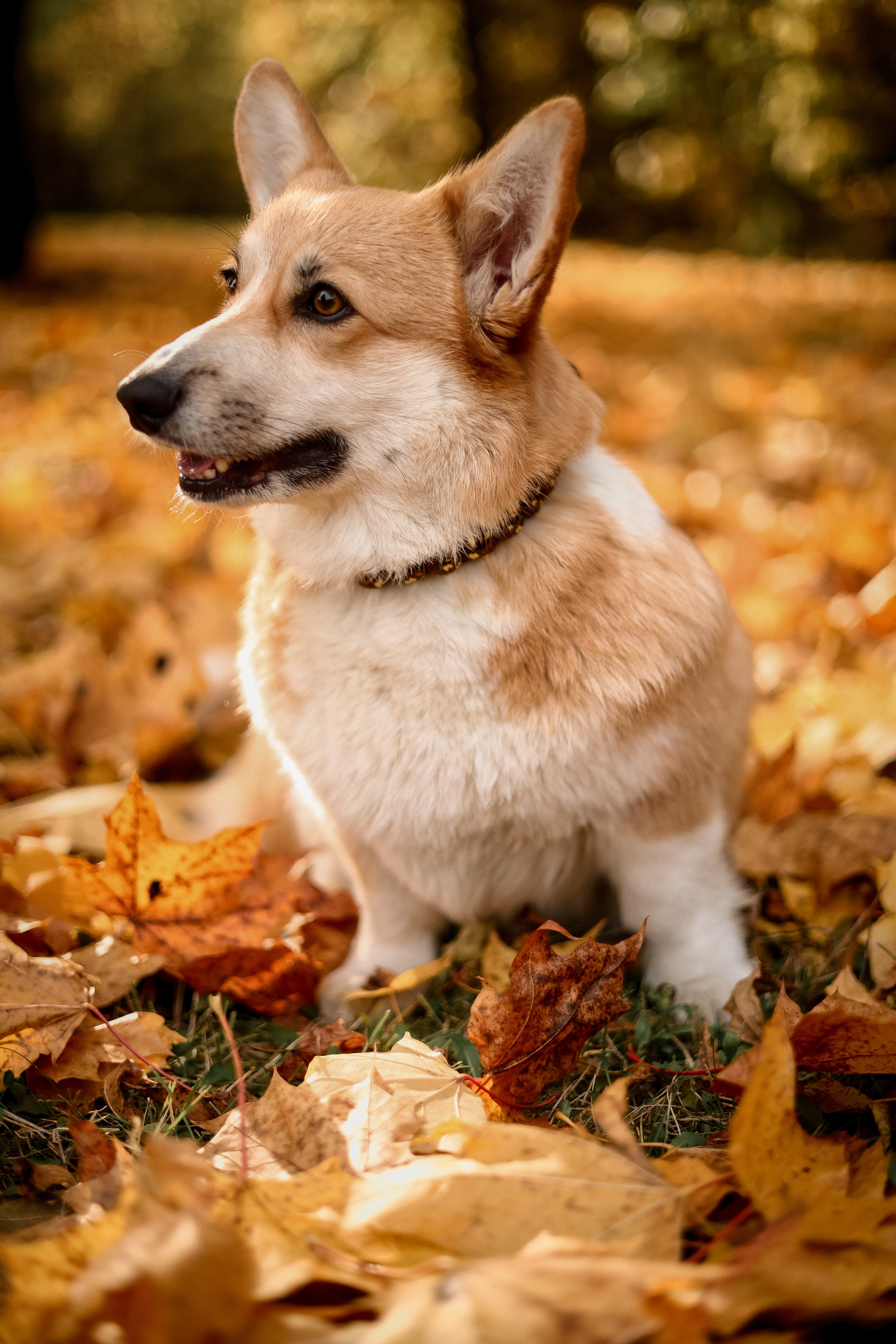Съёмка с любимым четвероногим другом Ульяна и Фрося. Свадебный фотограф Беларусь Ольга Козыренко
