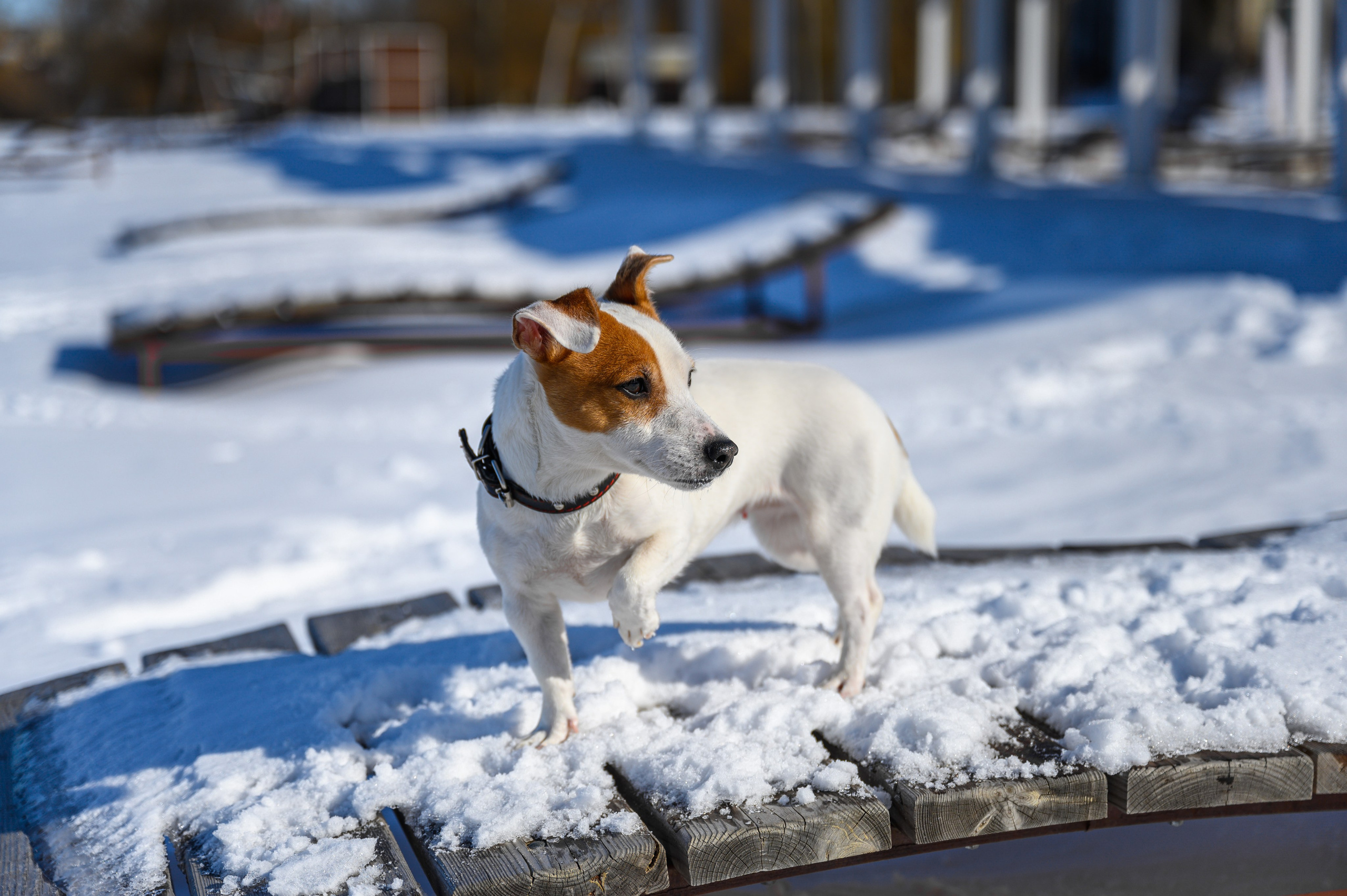 Джек Рассел. Bazarkom-photo.ru Фотограф Виктор Оськин в Старом Осколе