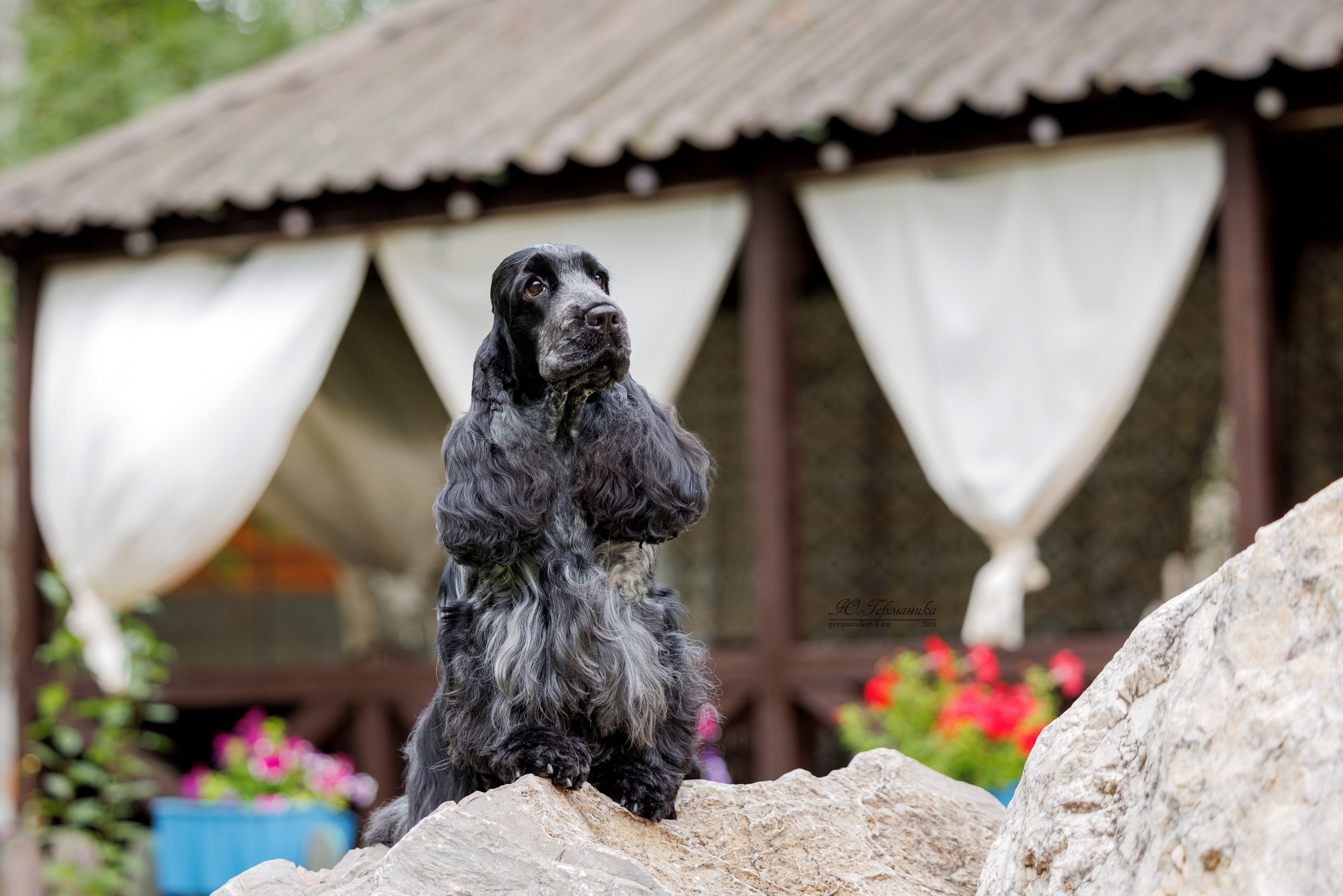 Астана 2хCACIB 17-18.08.2024. Фотограф-анималист Юлия Германика