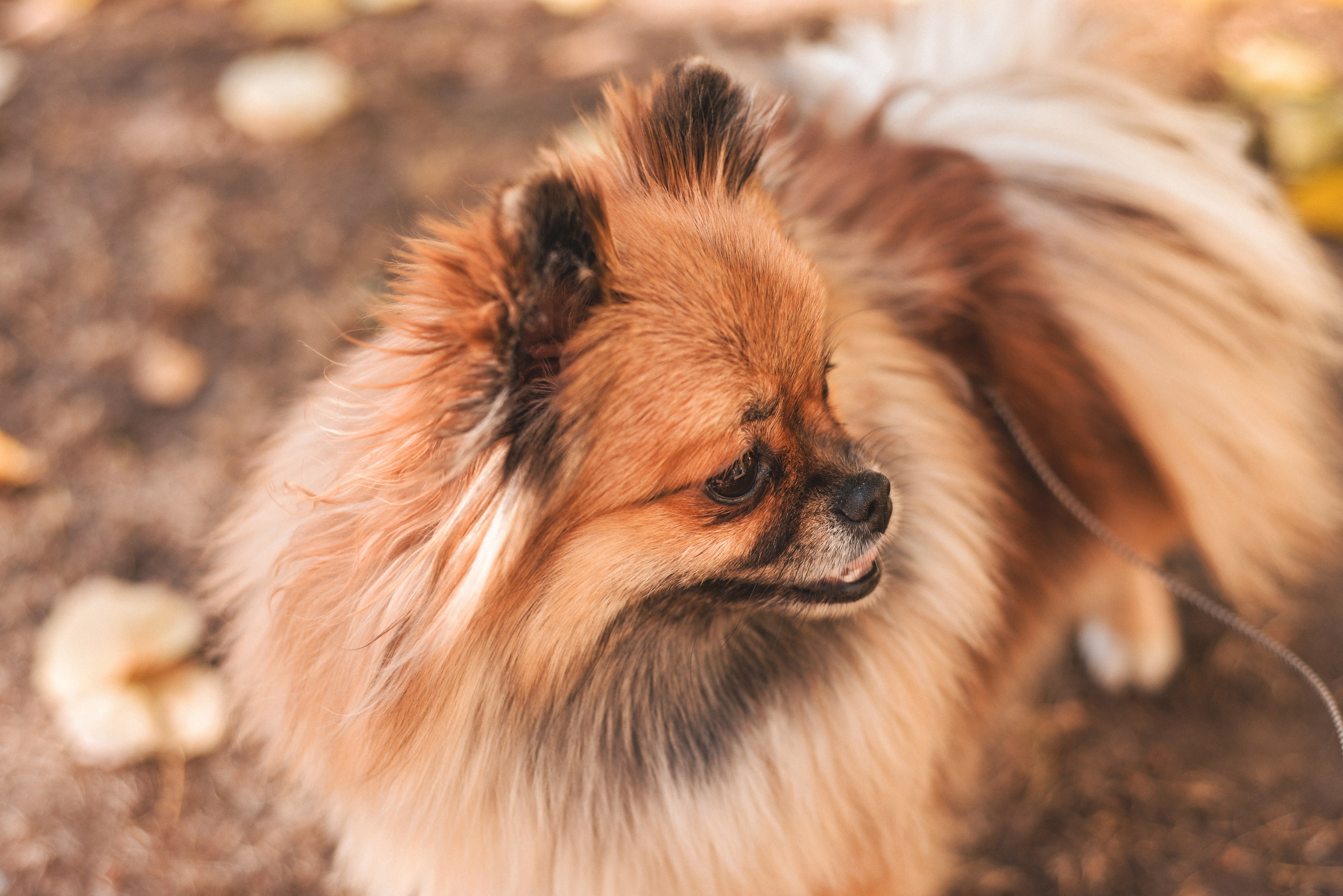 Алина с Кнопкой прогулка. Семейный и свадебный фотограф Галина Абакумова, фотосессии в Белгороде