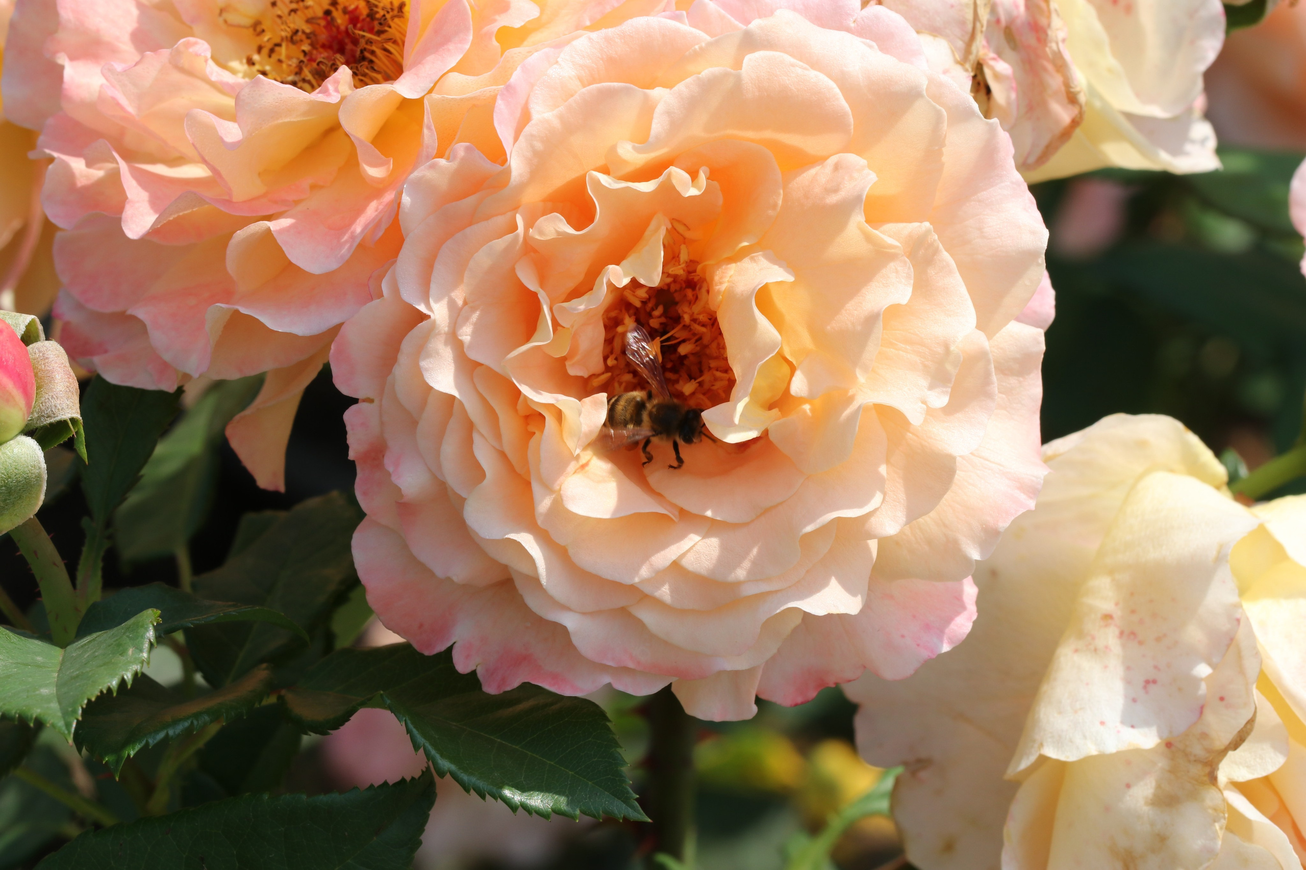 Долина роз в Кисловодске. Фото-художник и Репортажный фотограф Николаев Александр Алексеевич