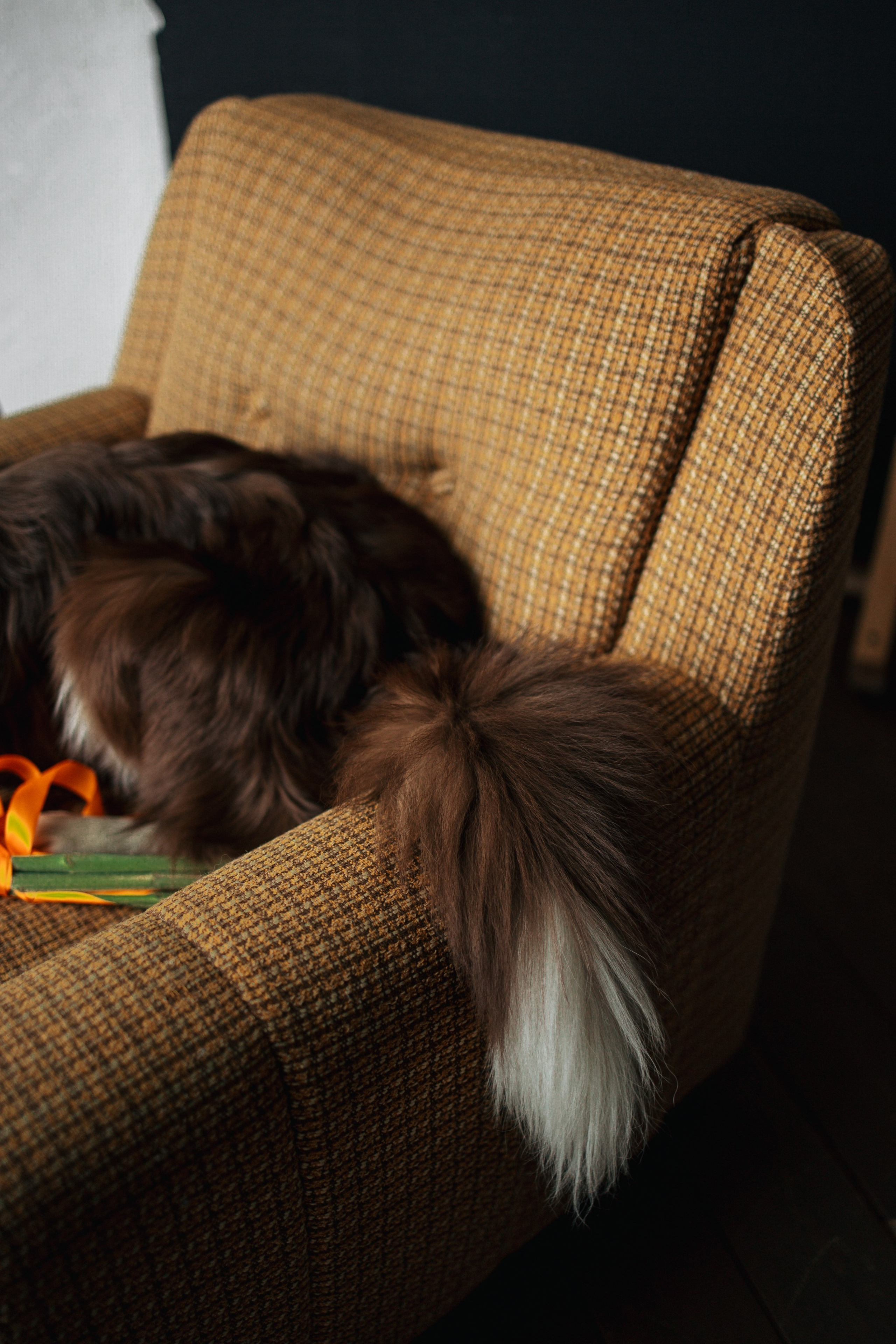 Настя и Симба. Фотограф — Анималист | Санкт-Петербург