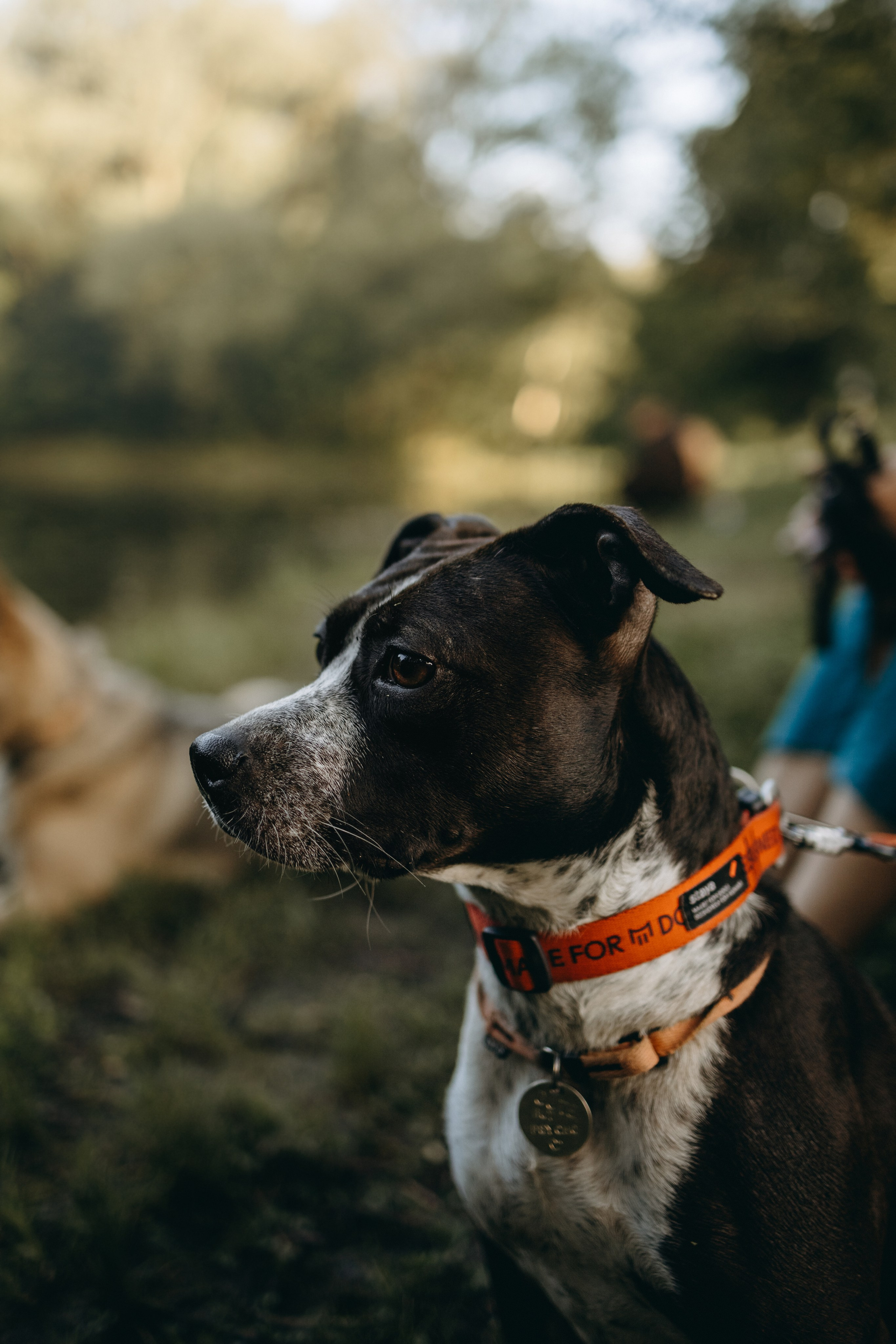 Татьяна, Сергей и их Булочка и Пончик. Фотограф — Анималист | Санкт-Петербург