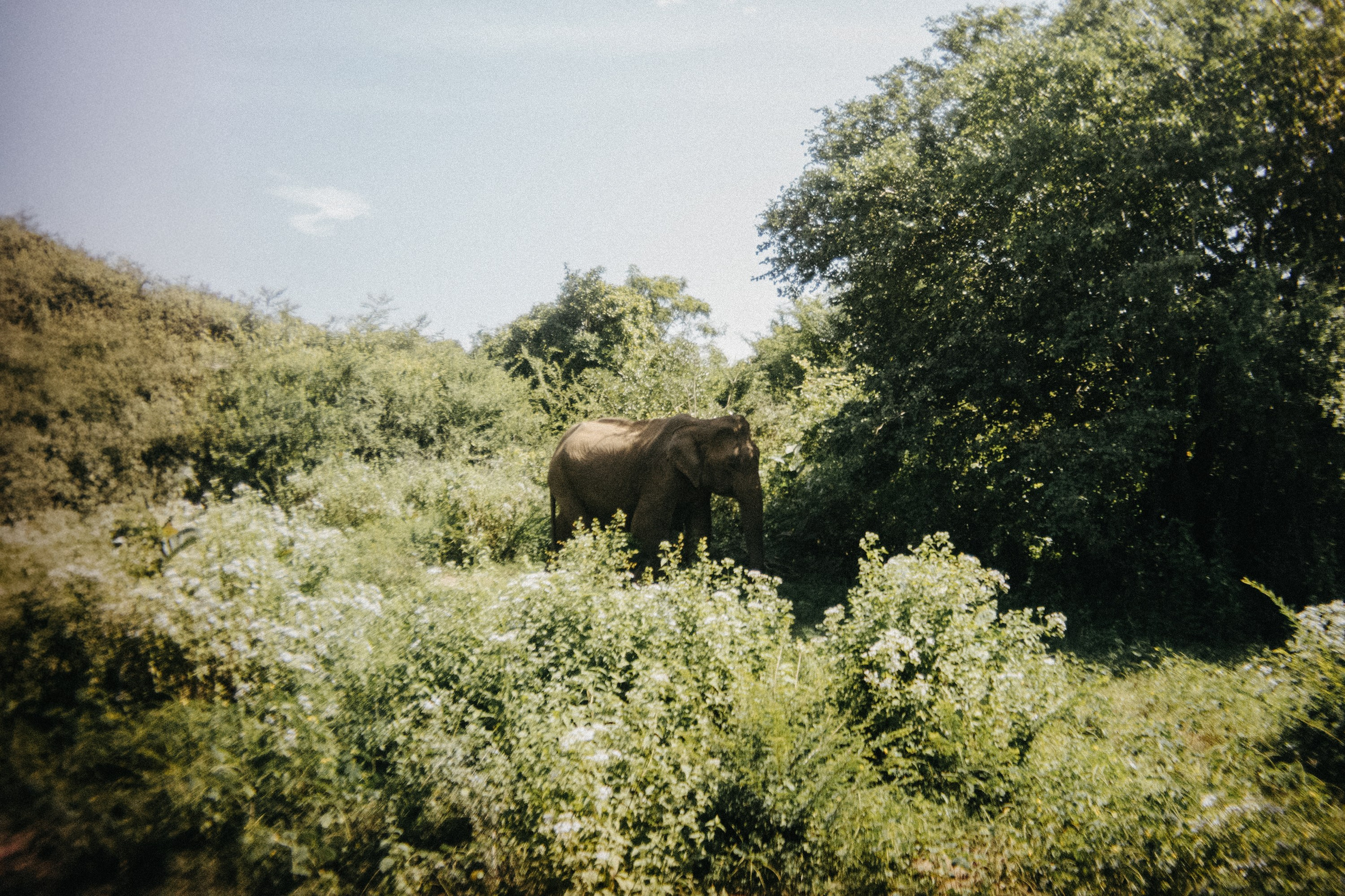 Шри + Бангкок. Фотограф Тбилиси Саша Мороз