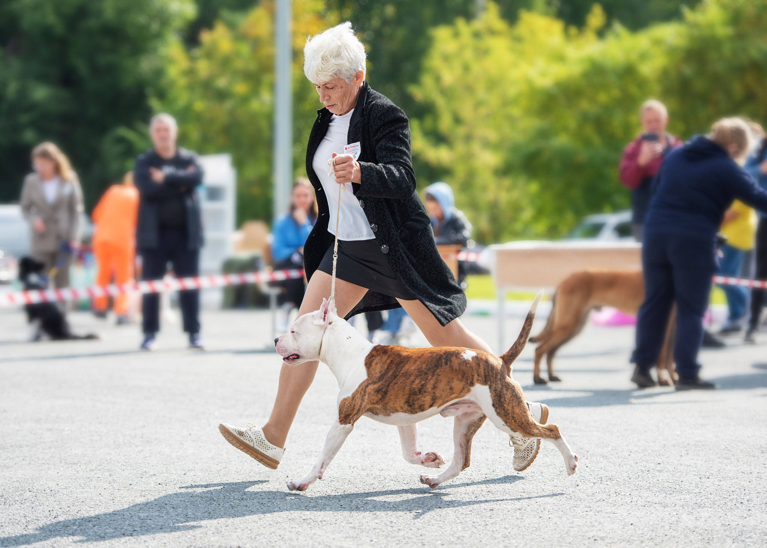 Выставка собак Тюмень 02.09.2023. Дог-фотограф в Тюмени Александра Королева
