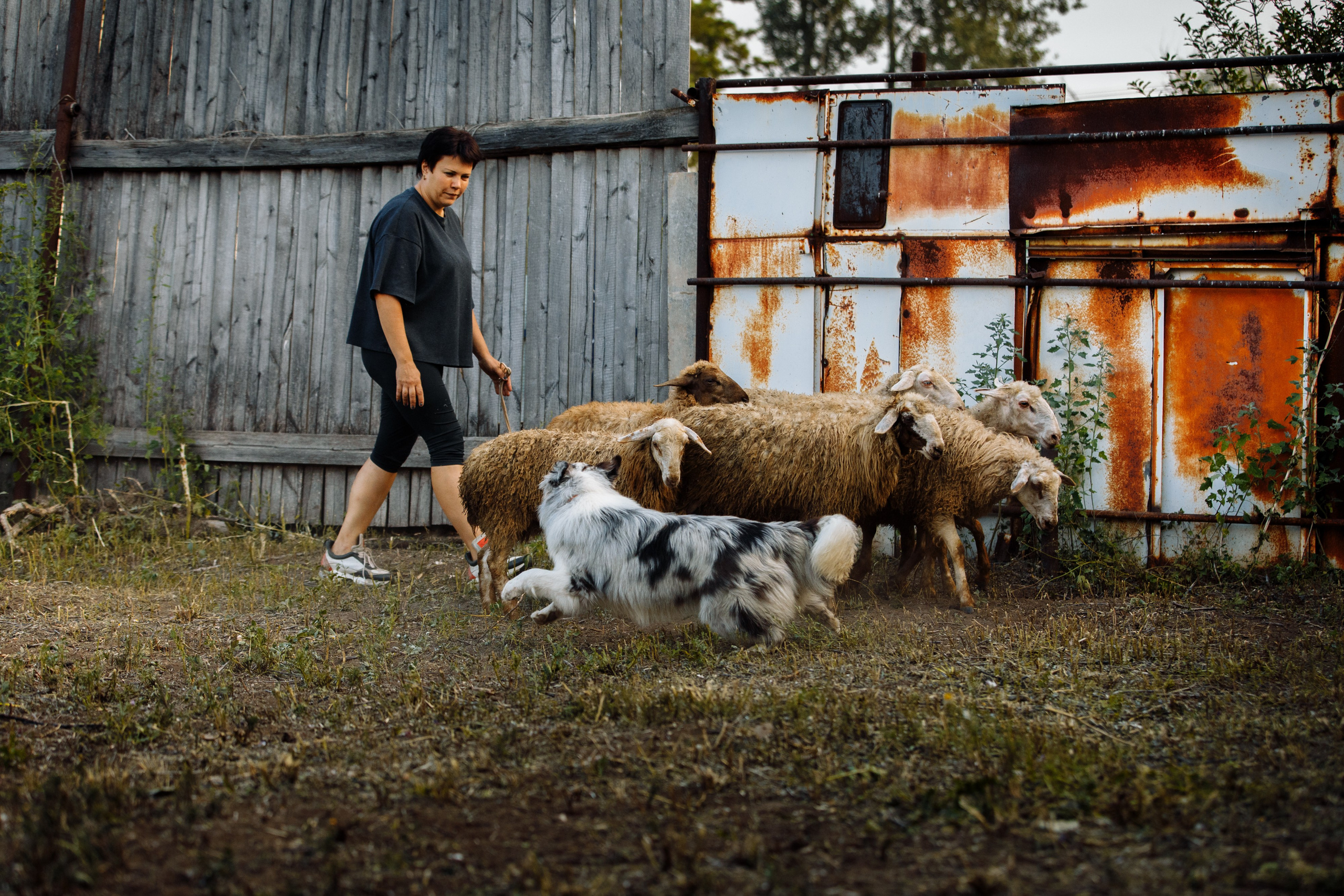 Овечий день. О нас