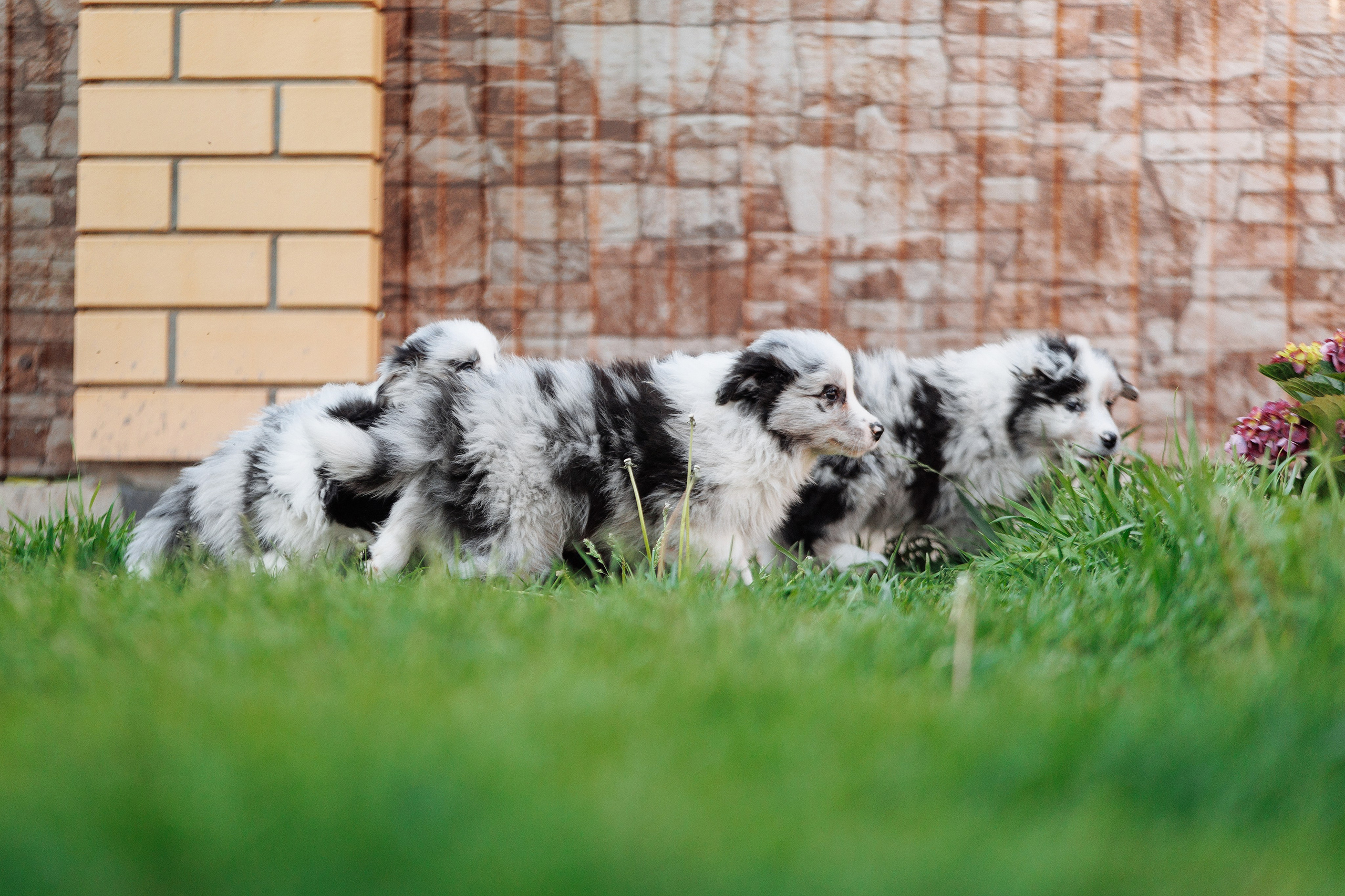 Пушистое. О нас