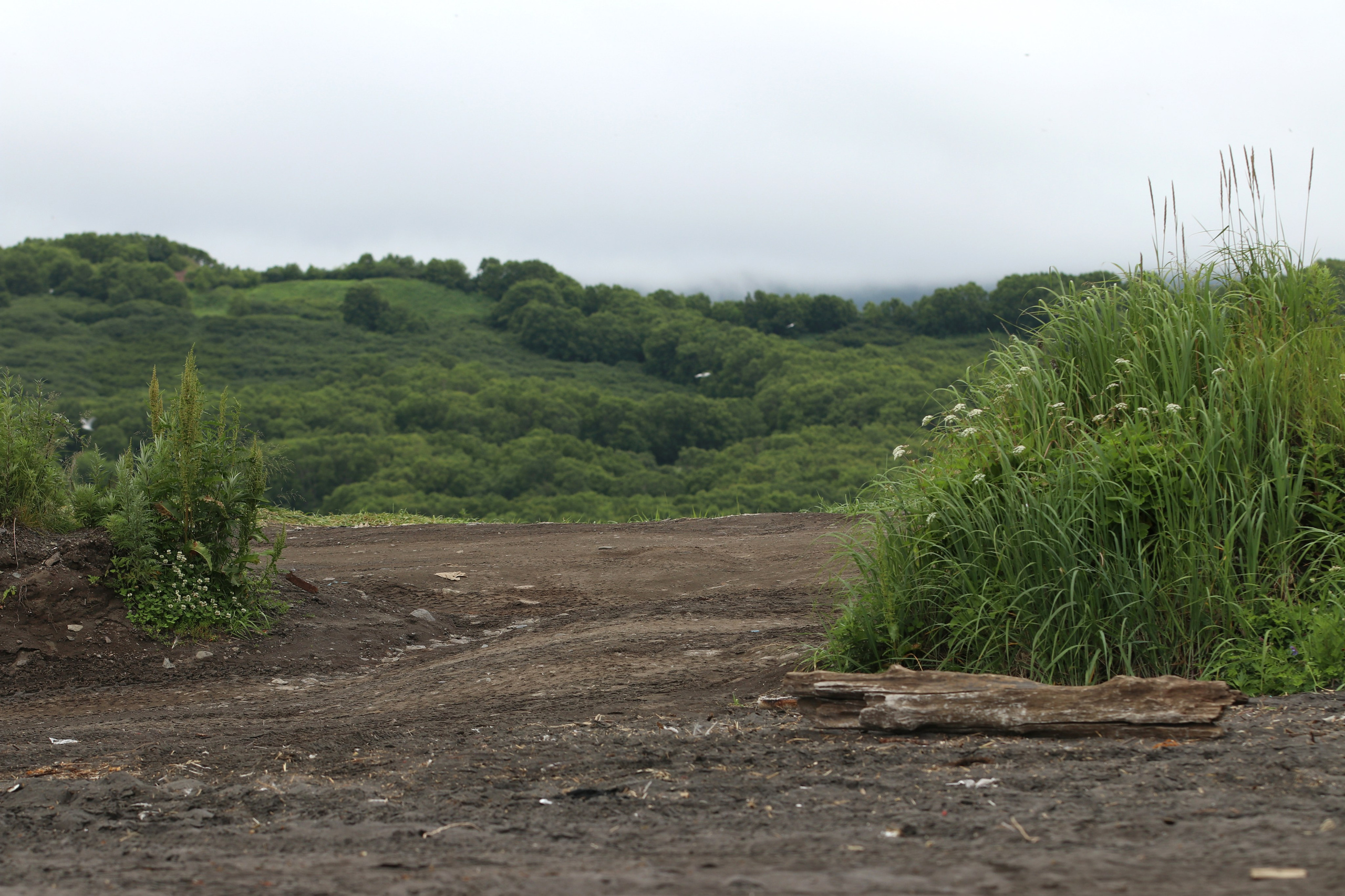 Камчатка и о. Парамушир. Июль 2024. Путешественник-фотограф из Санкт-Петербурга Татьяна Свистулина