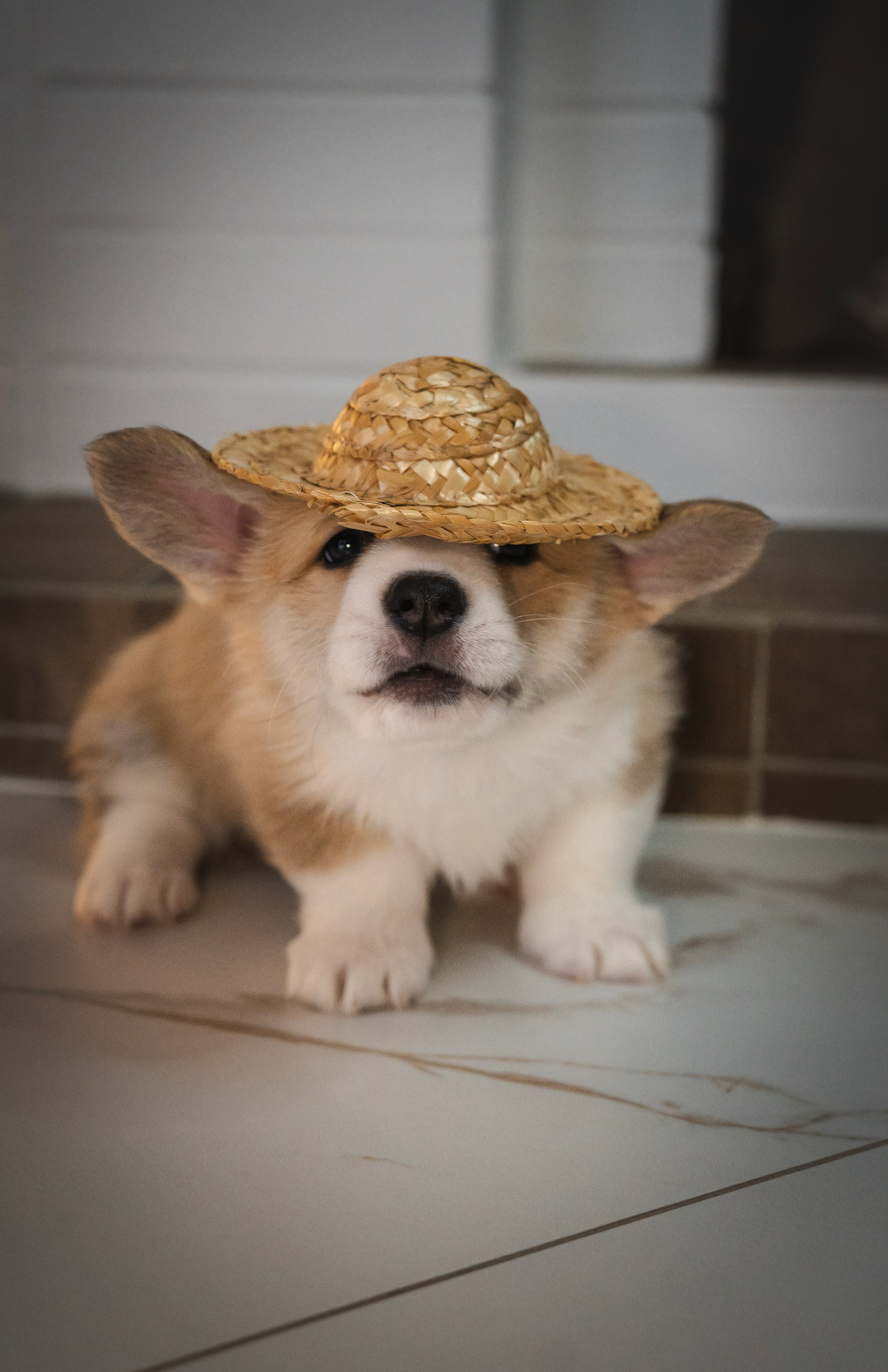 Щенки. Семейный фотограф анималист г. Находка