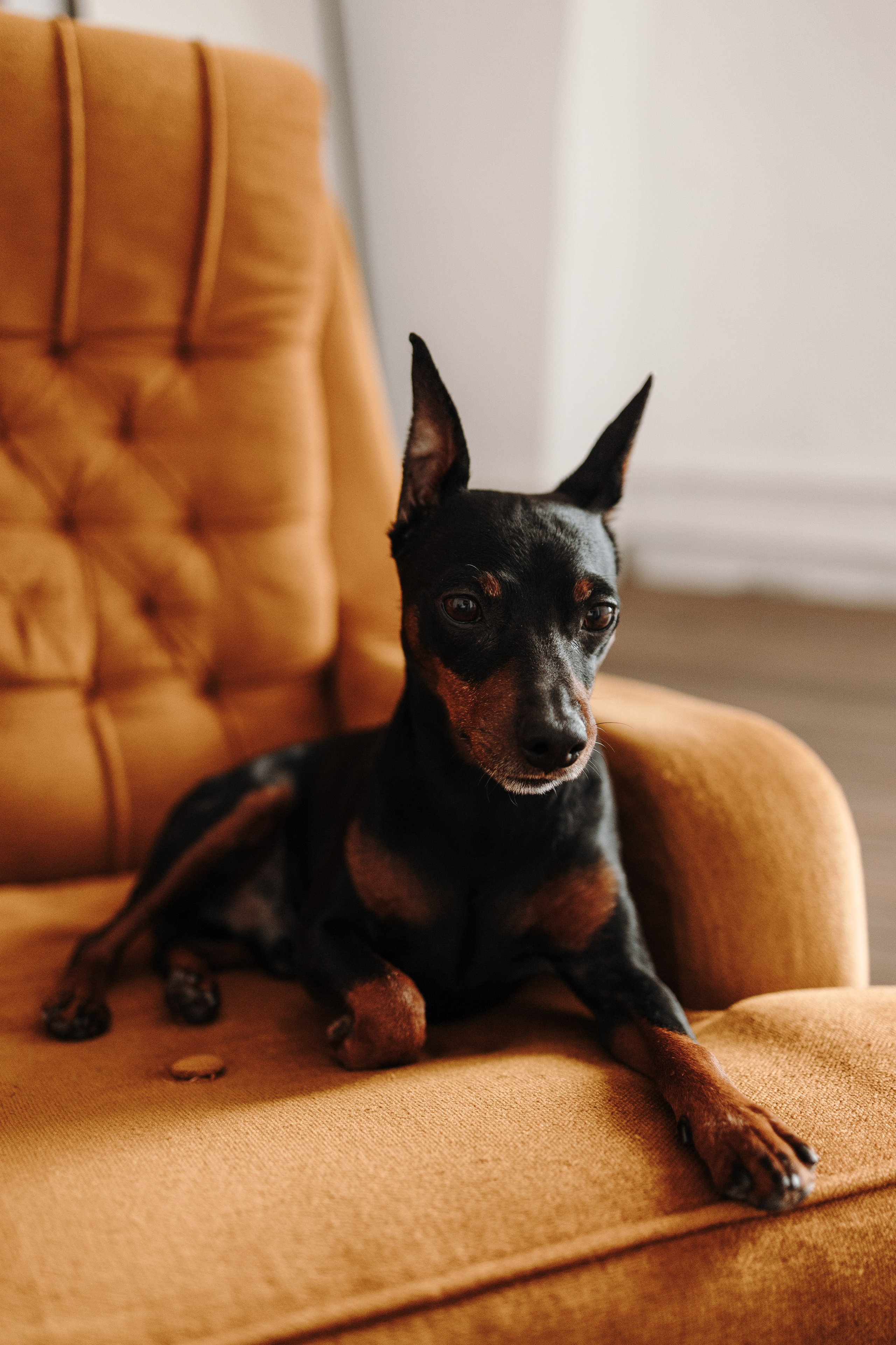 Катя и ее мальчики. Фотограф — Анималист | Санкт-Петербург