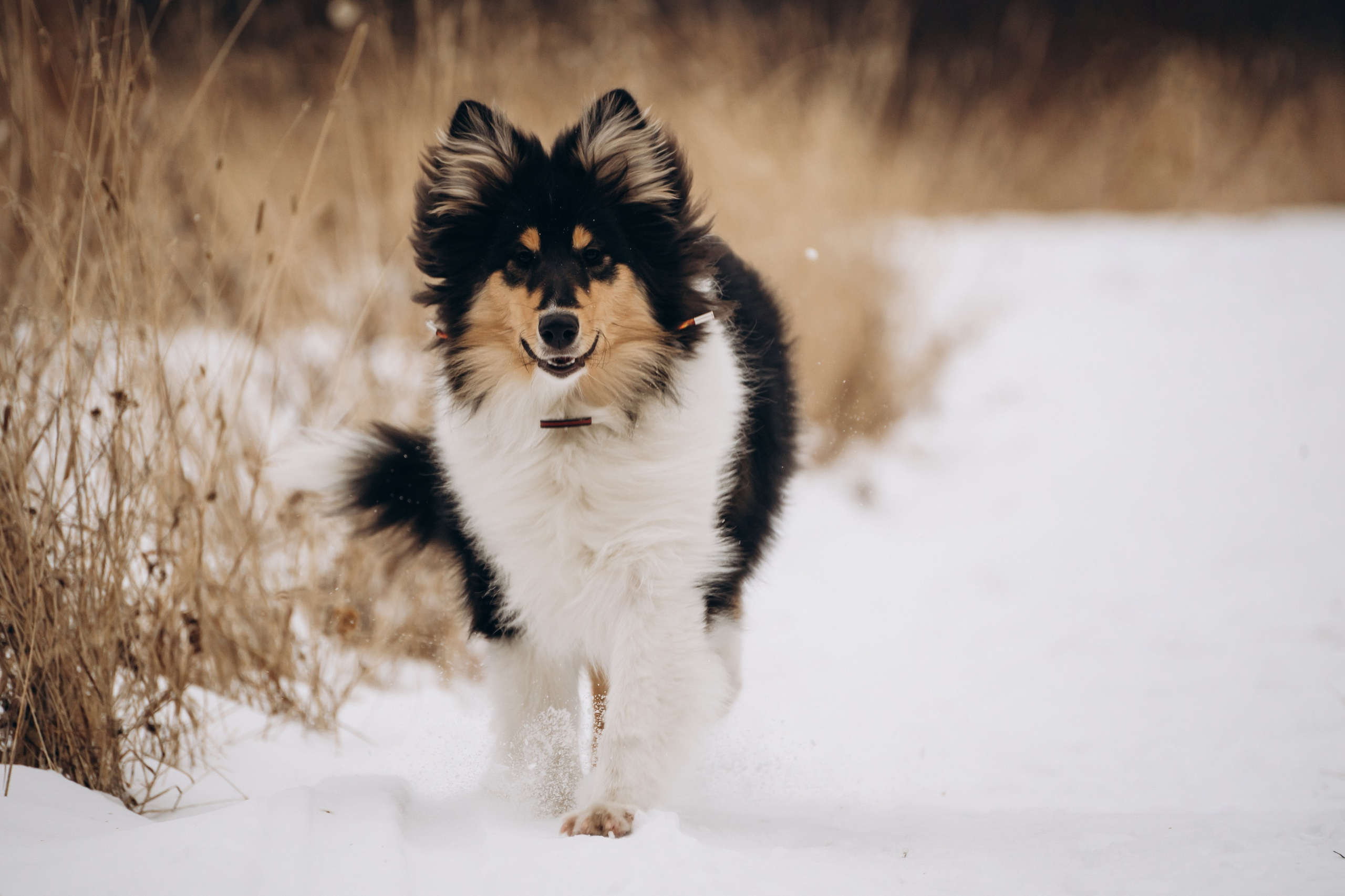 Альма. Фотограф-анималист Анастасия Большакова