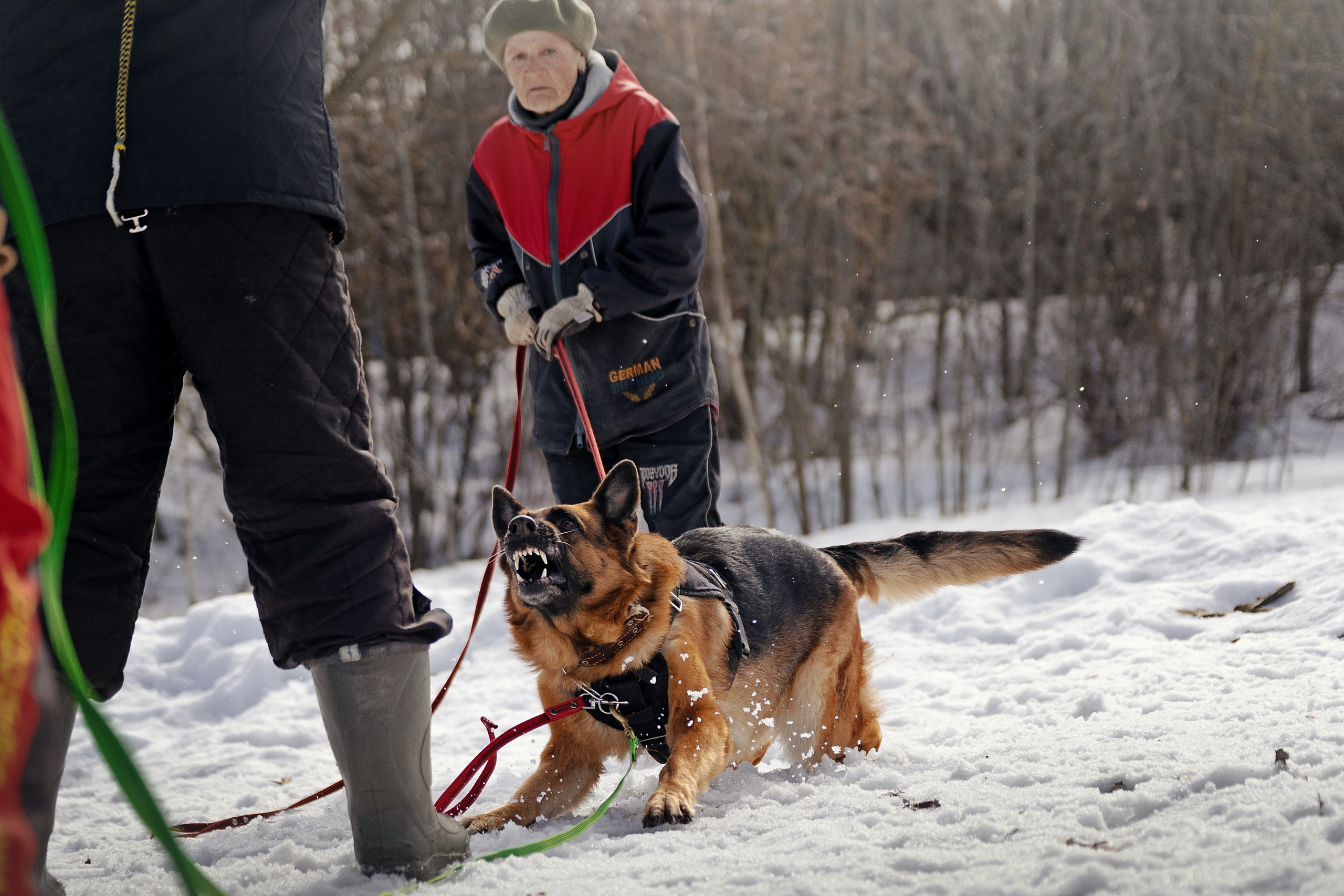 Репортажная съемка. Фотограф-анималист Нижний Новгород