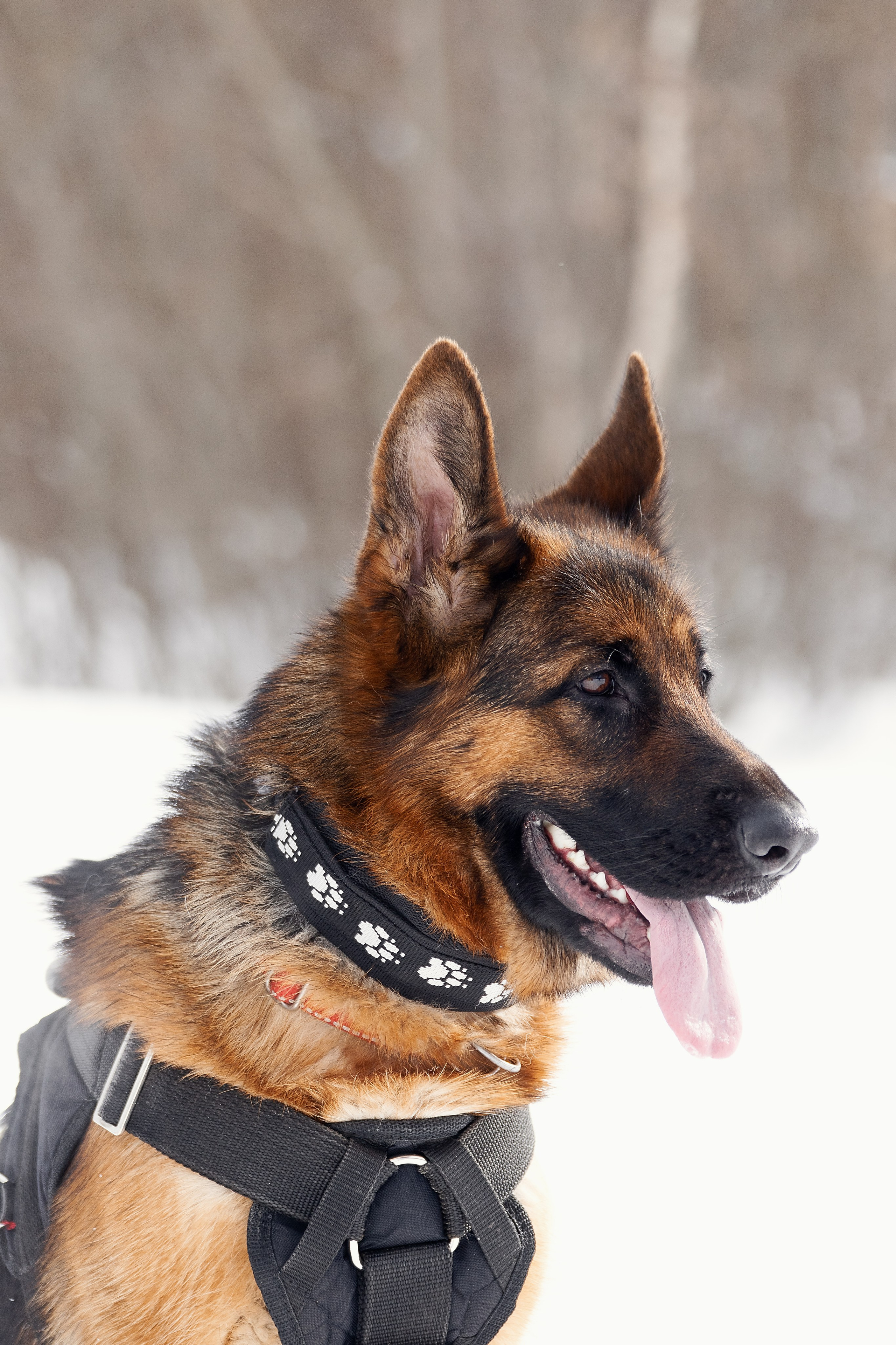 Репортажная съемка. Фотограф-анималист Нижний Новгород