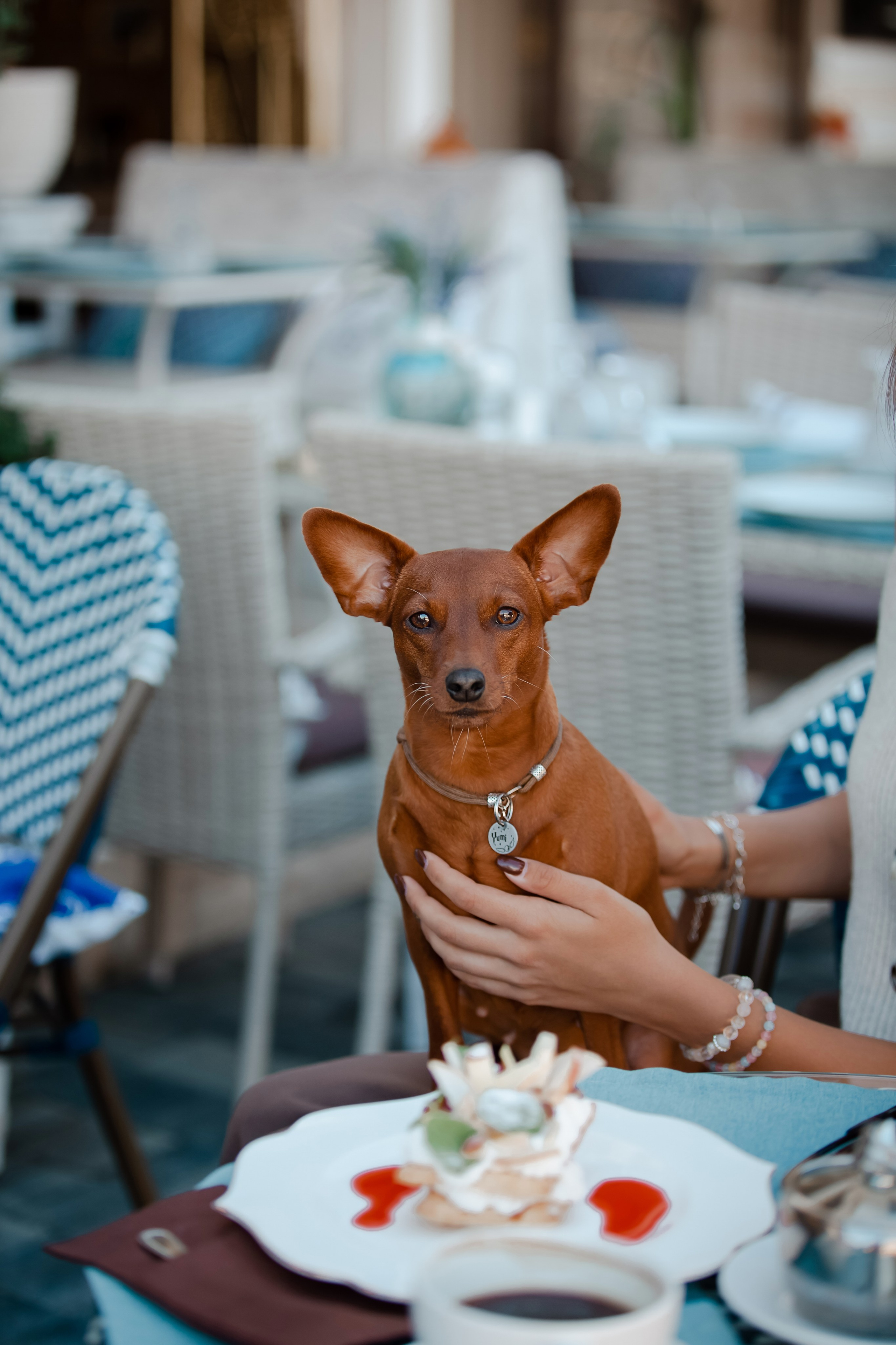 Цвергпинчер в Геленджике. Фотограф-анималист в Краснодаре Маша Мельникова