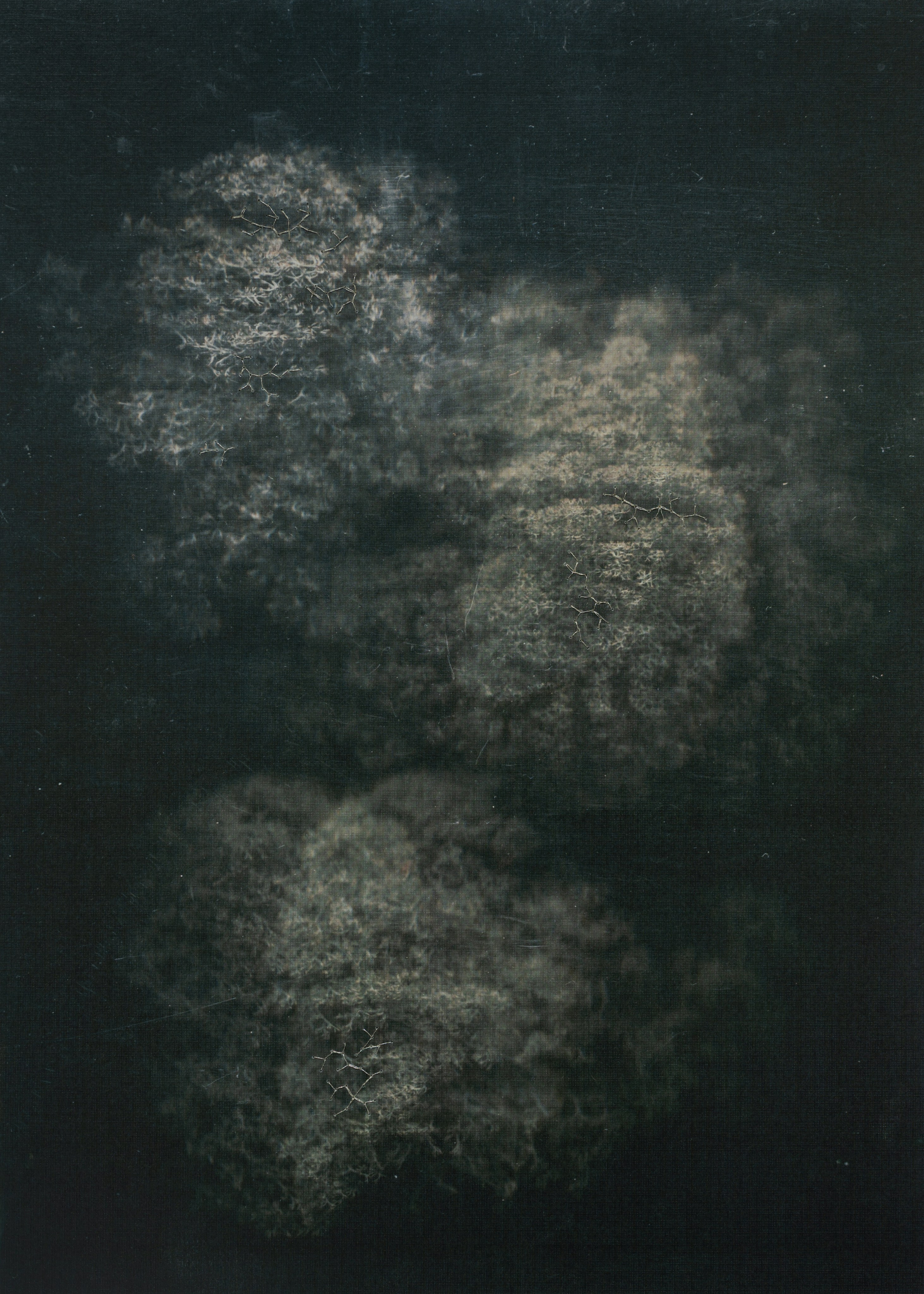 Призрачные узоры. Фотограф Елена Хазина, Рязань