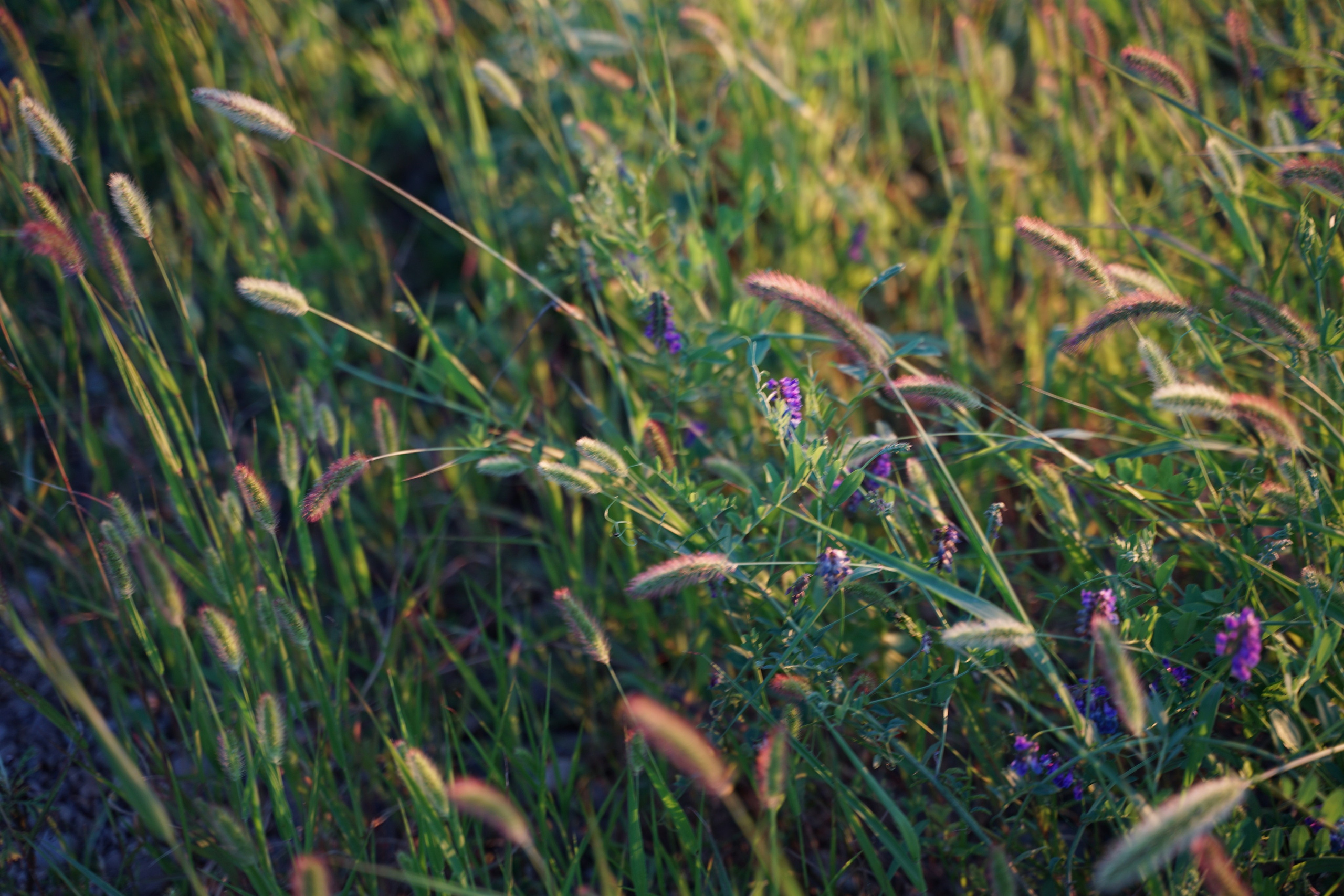 Ботаника. Контент-фотограф в Нижнем Новгороде Антошина Ольга