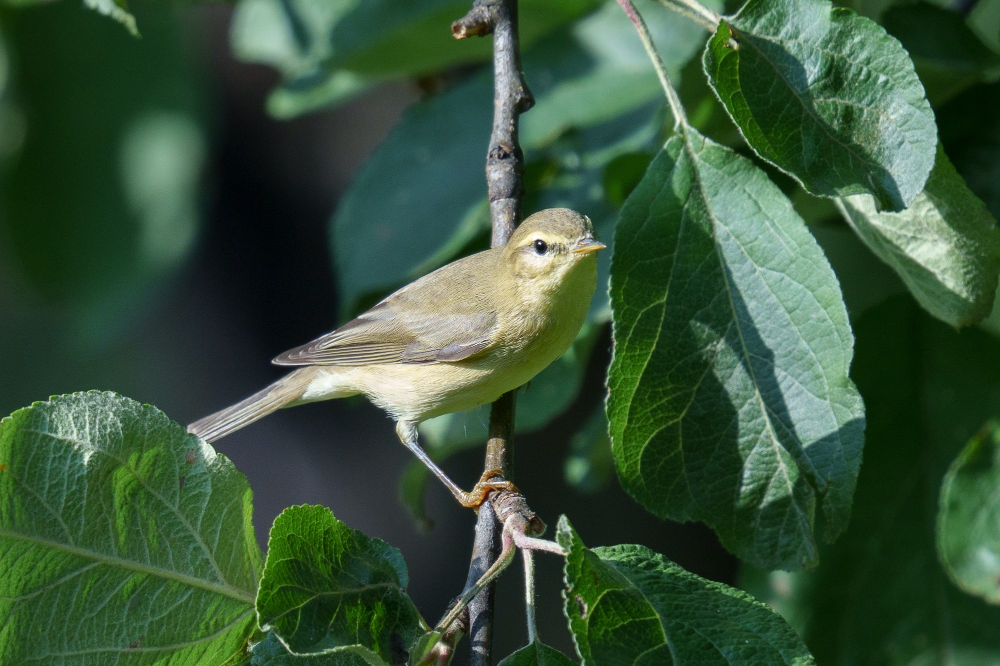 Удивительные мир птиц. Вокруг нас столько прекрасного — присмотритесь!. Ваш личный фотограф Марина Волкова