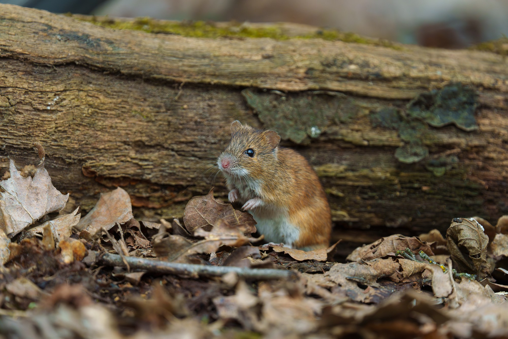 Животные. Ваш личный фотограф Марина Волкова